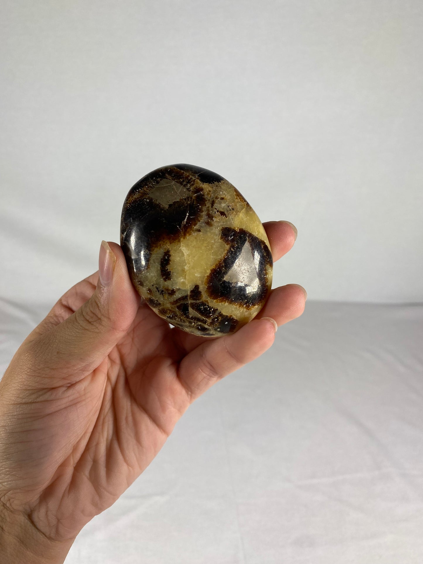 Madagascan Polished Septarian Palm Stone (I)