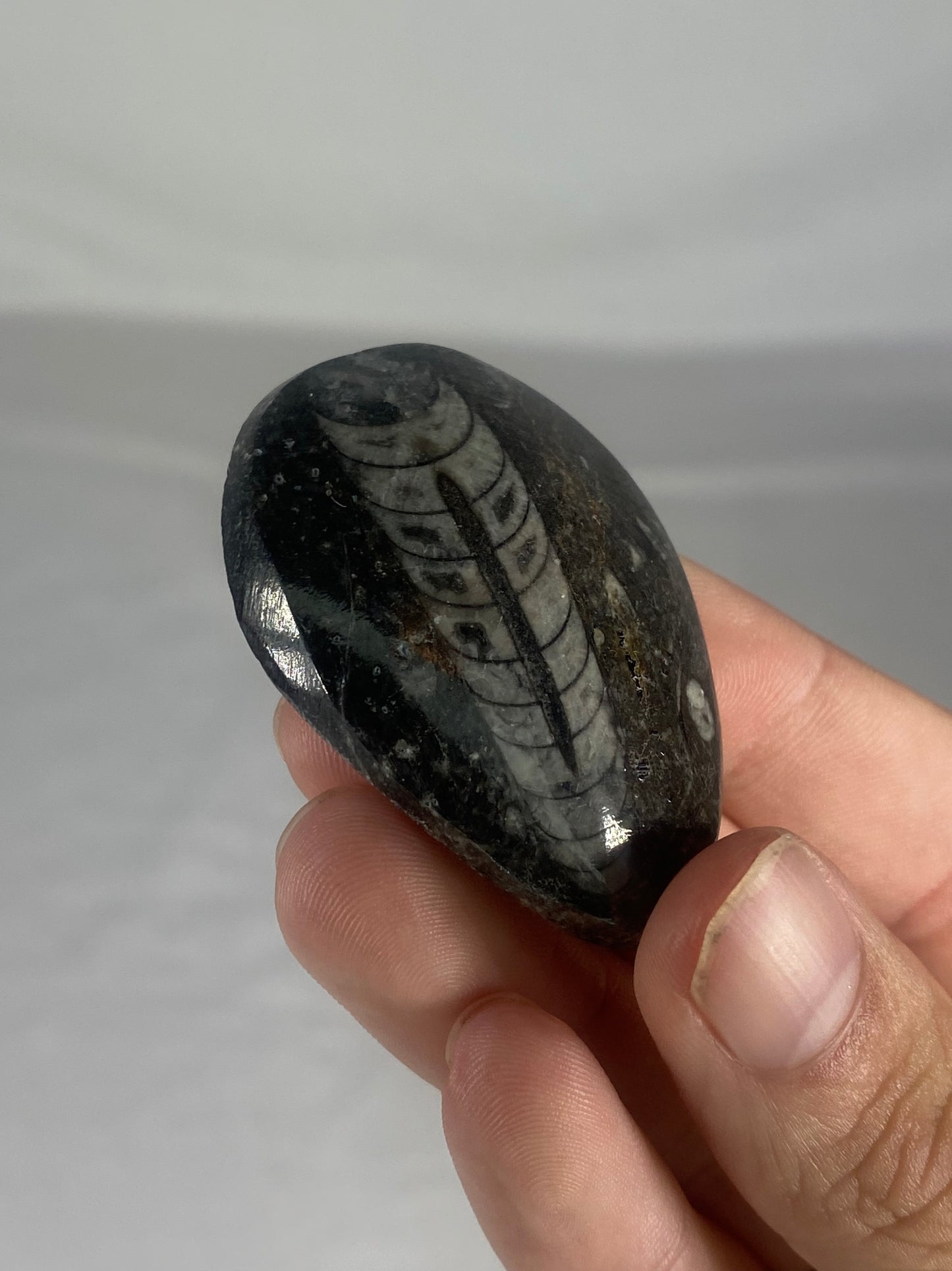 Polished Fossilized Orthoceras Specimen (Small B)