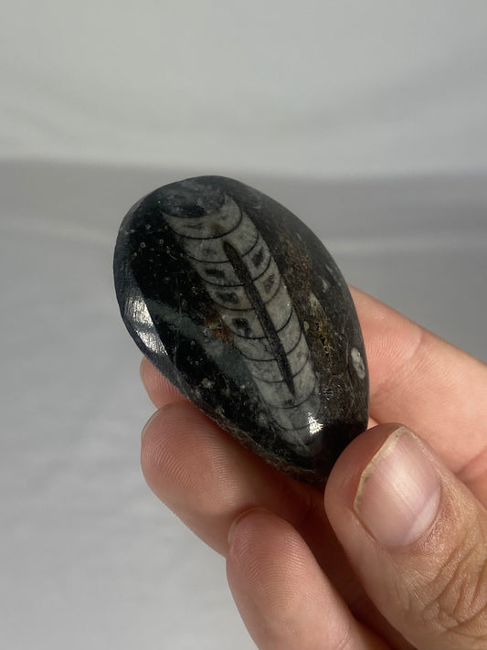 Polished Fossilized Orthoceras Specimen (Small B)