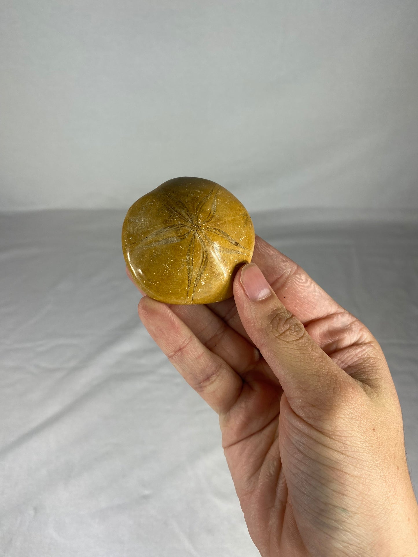 Polished Fossilized Sand Dollar Specimen (A)