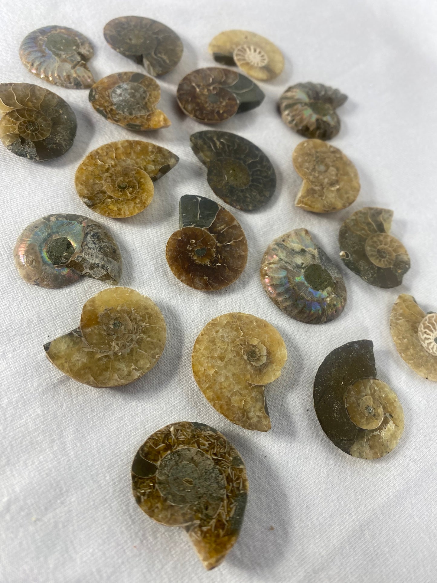 Small Polished Fossilized Ammonite Specimen (MYSTERY)