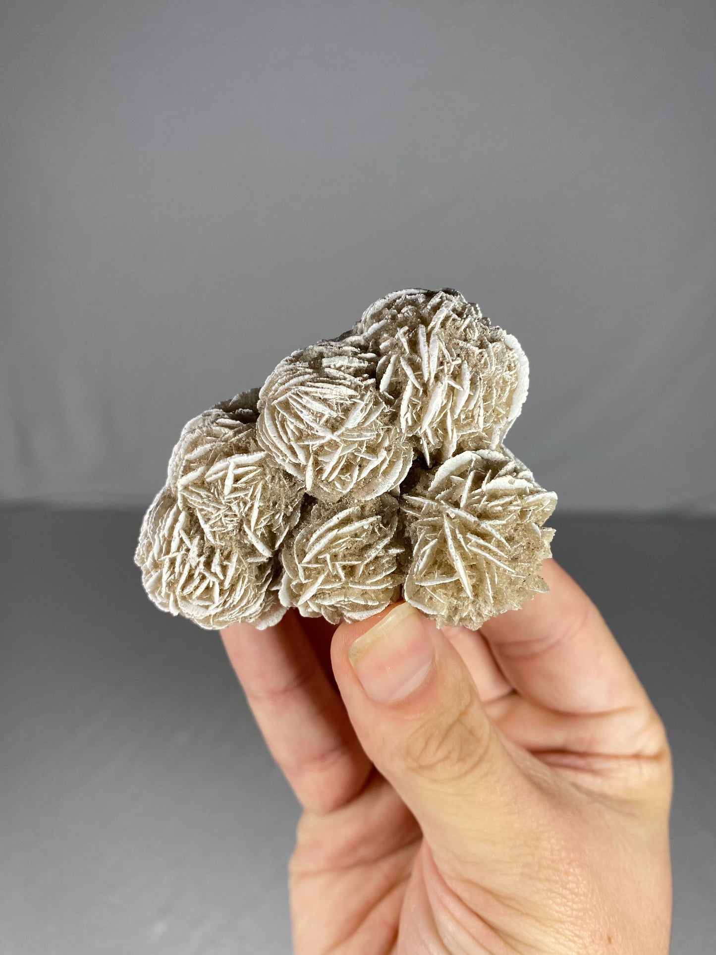 Mexican Desert Rose Specimen (N)