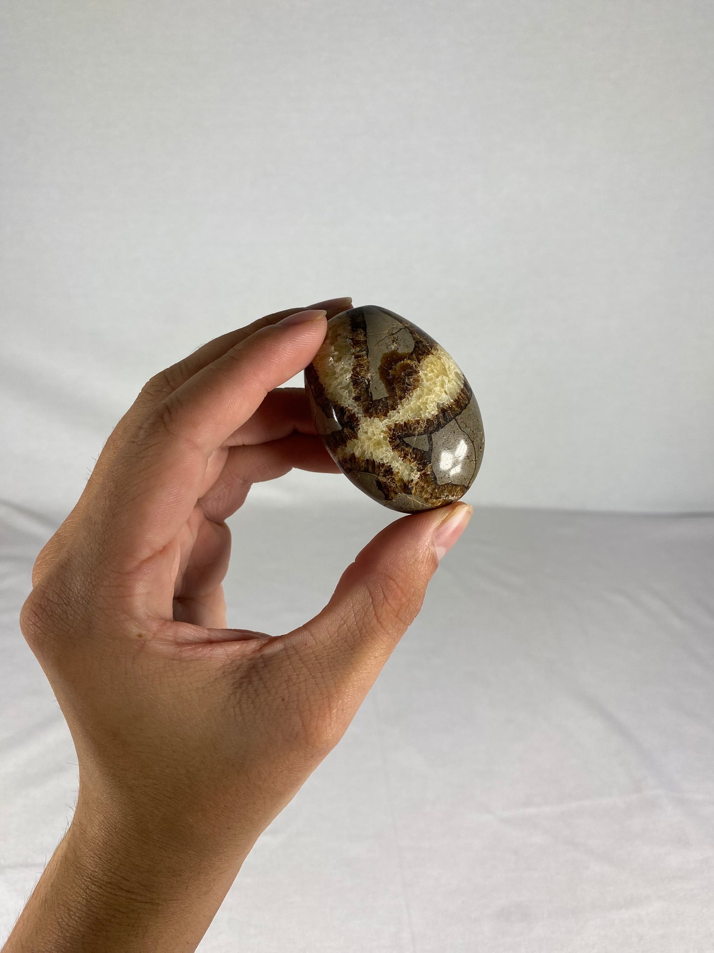 Madagascan Polished Septarian Palm Stone (F)