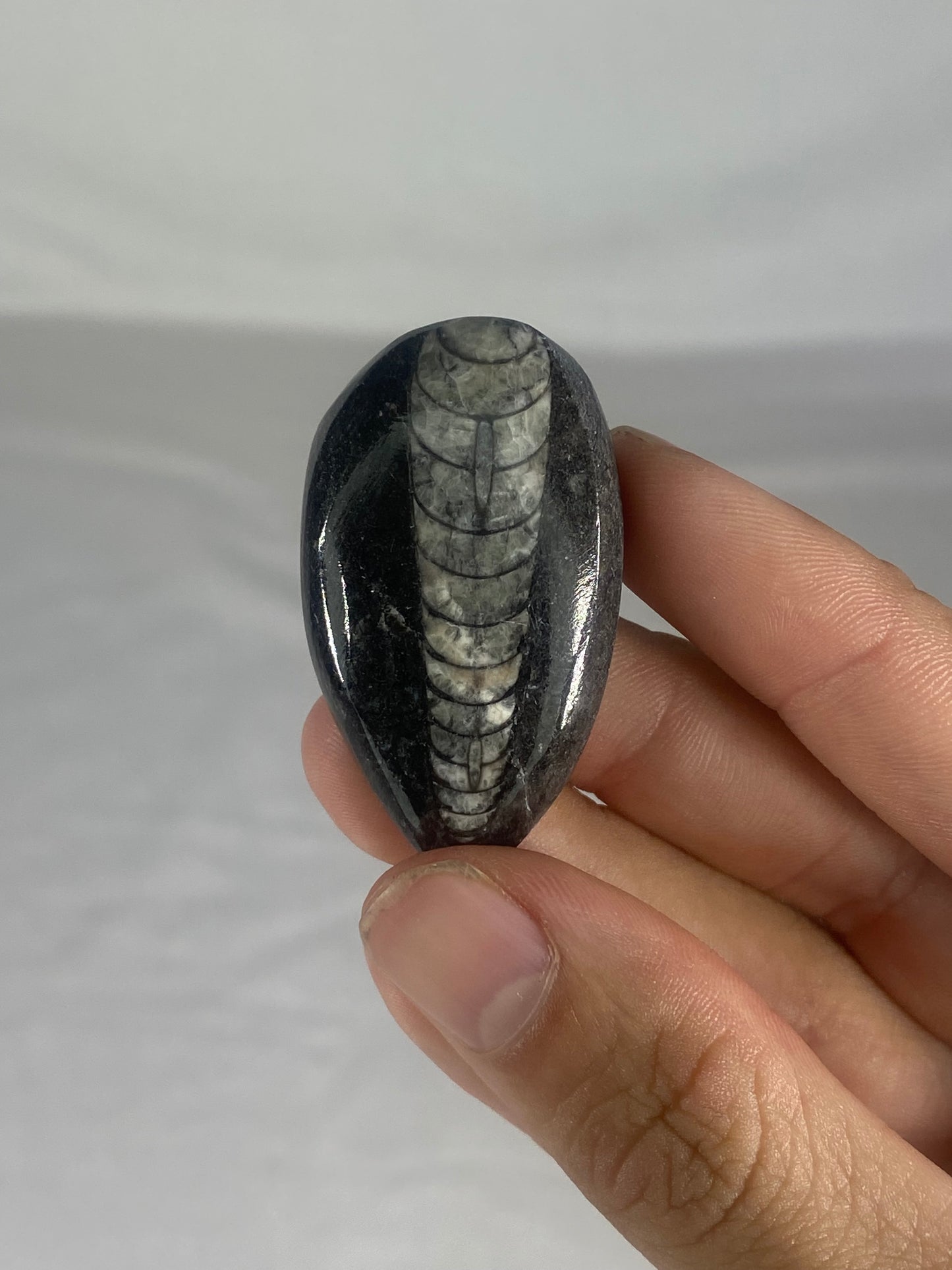 Polished Fossilized Orthoceras Specimen (Small D)