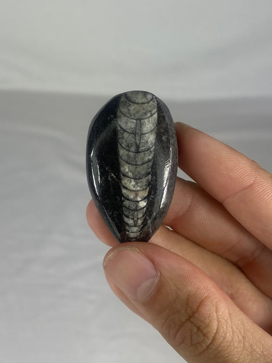 Polished Fossilized Orthoceras Specimen (Small D)