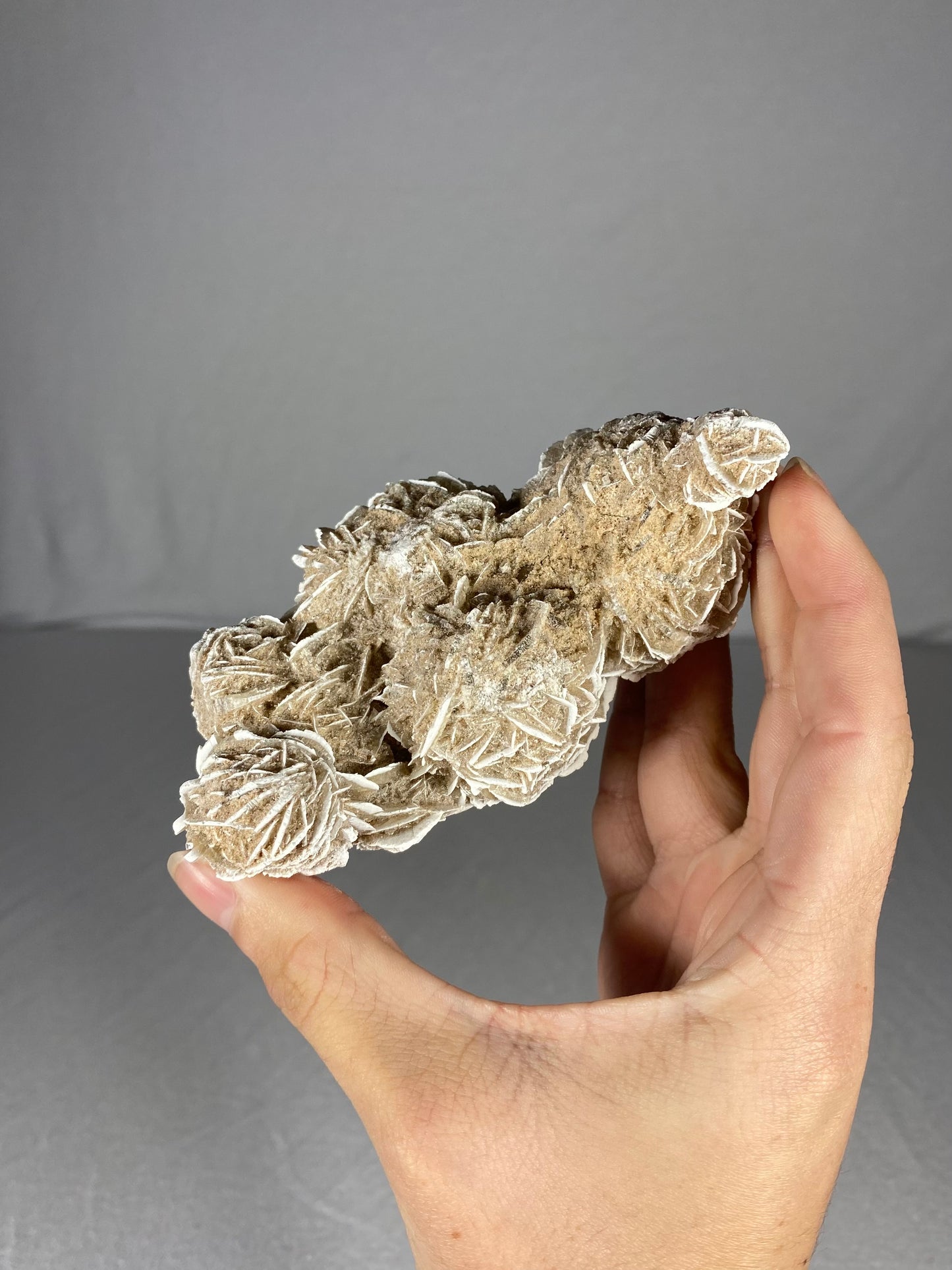 Mexican Desert Rose Specimen (J)