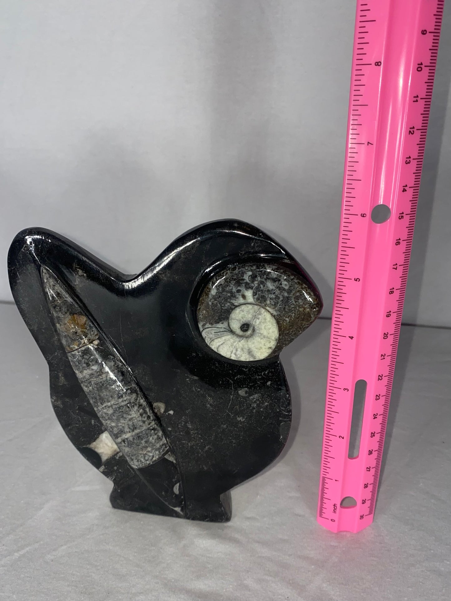 Self Standing Polished Fossilized Orthoceras & Shell Specimen (B)