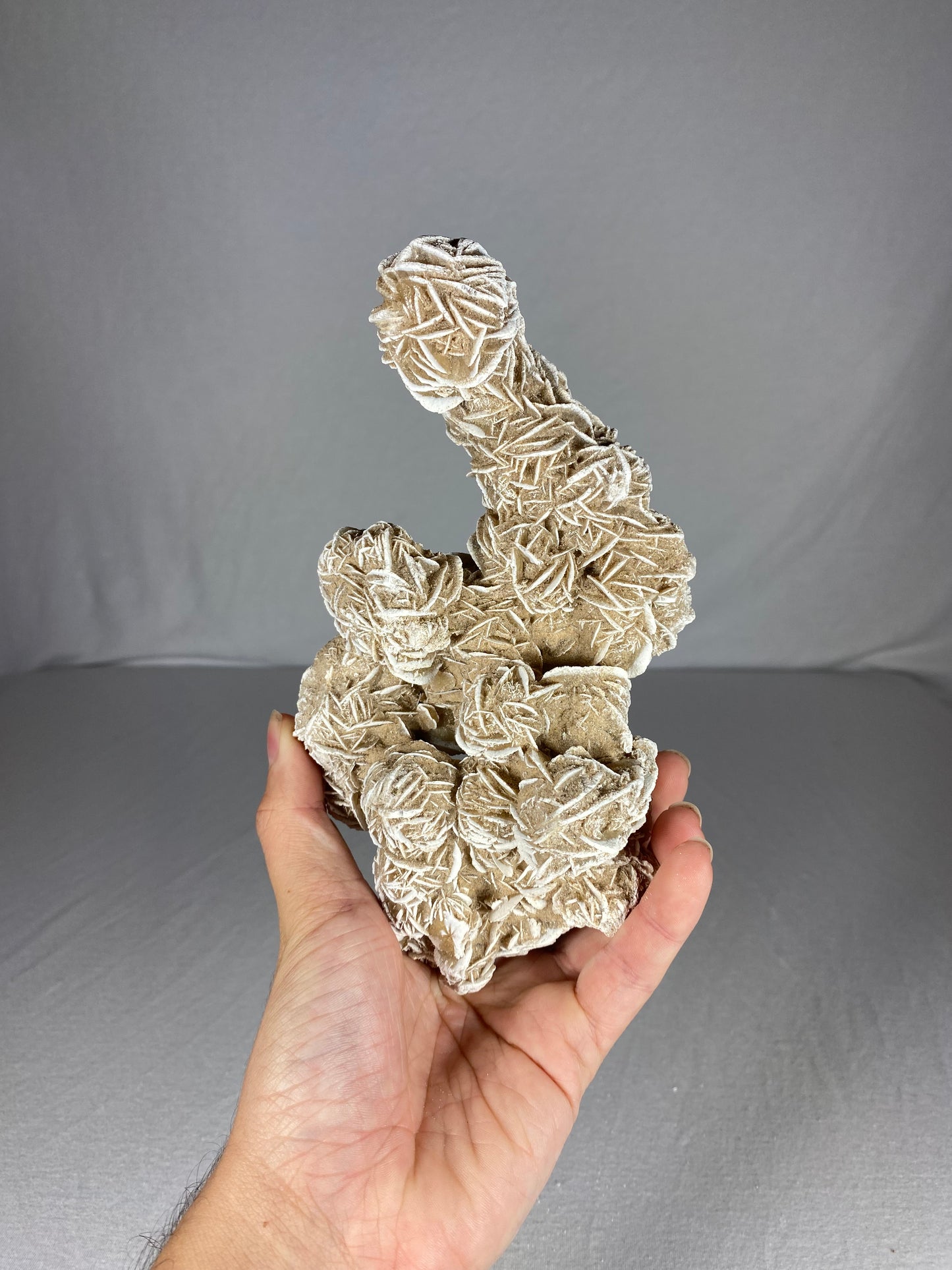 Mexican Desert Rose Specimen (A)