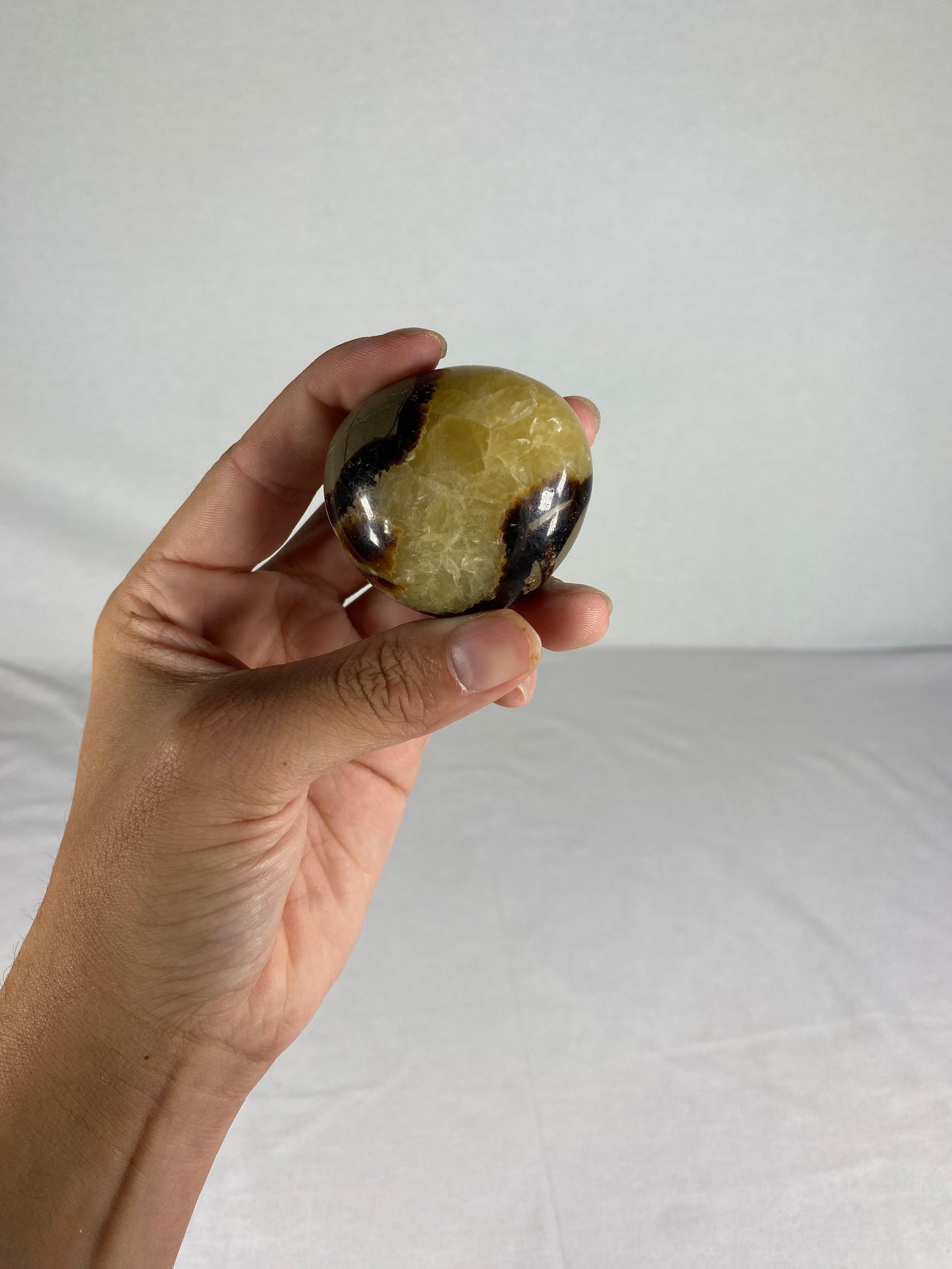 Madagascan Polished Septarian Palm Stone (A)
