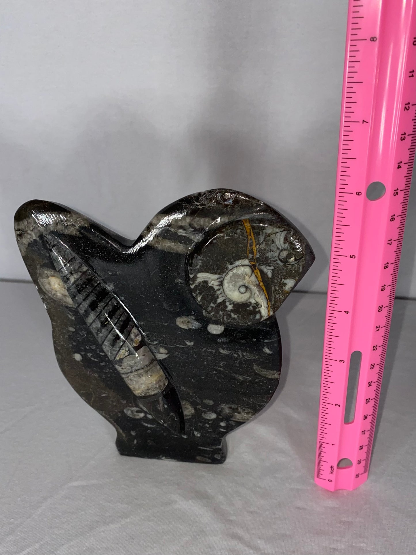 Self Standing Polished Fossilized Orthoceras & Fossil Specimen (T)