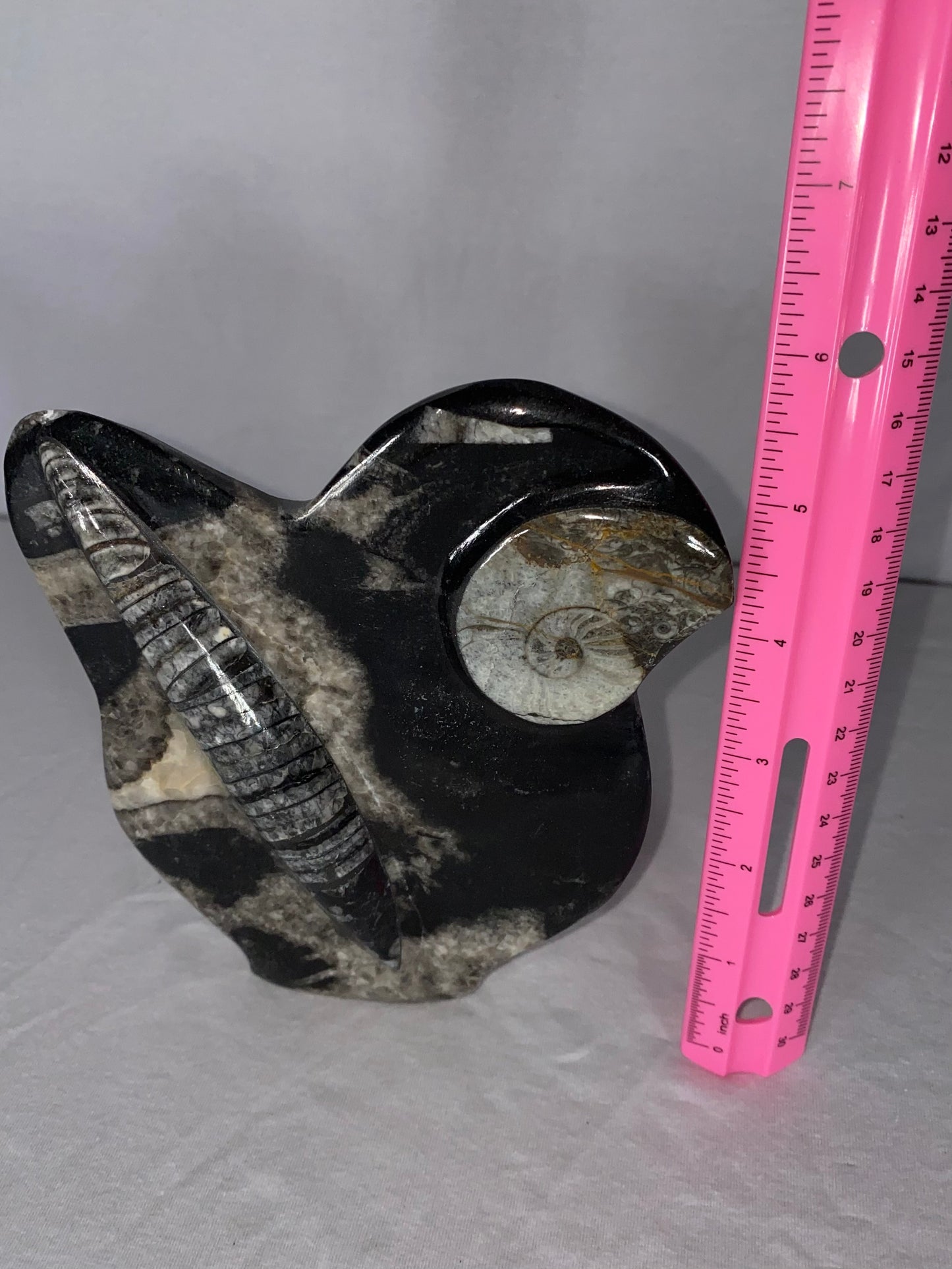 Self Standing Polished Fossilized Orthoceras & Shell Specimen (Q)