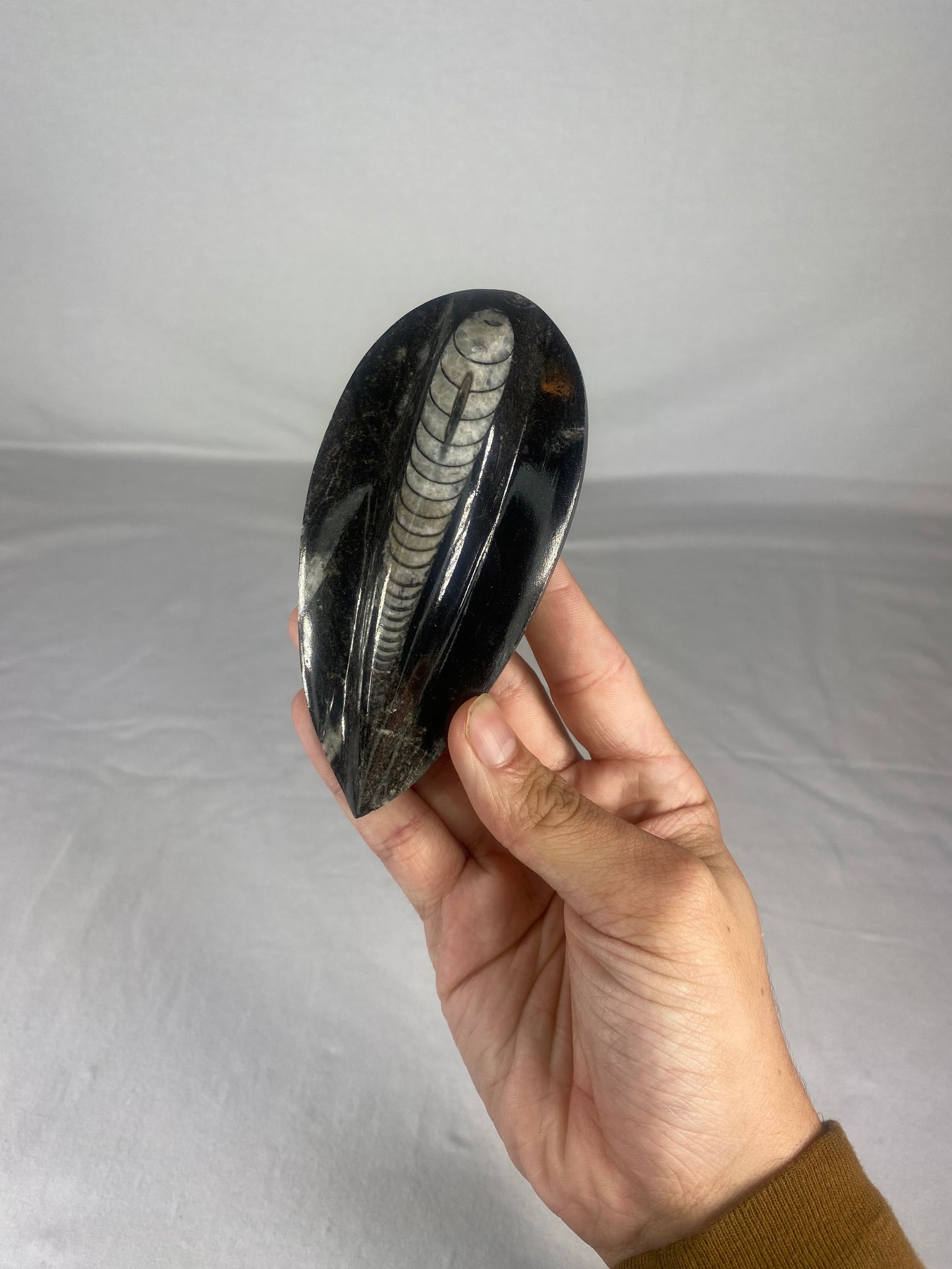 Polished Fossilized Orthoceras Specimen (Large D)