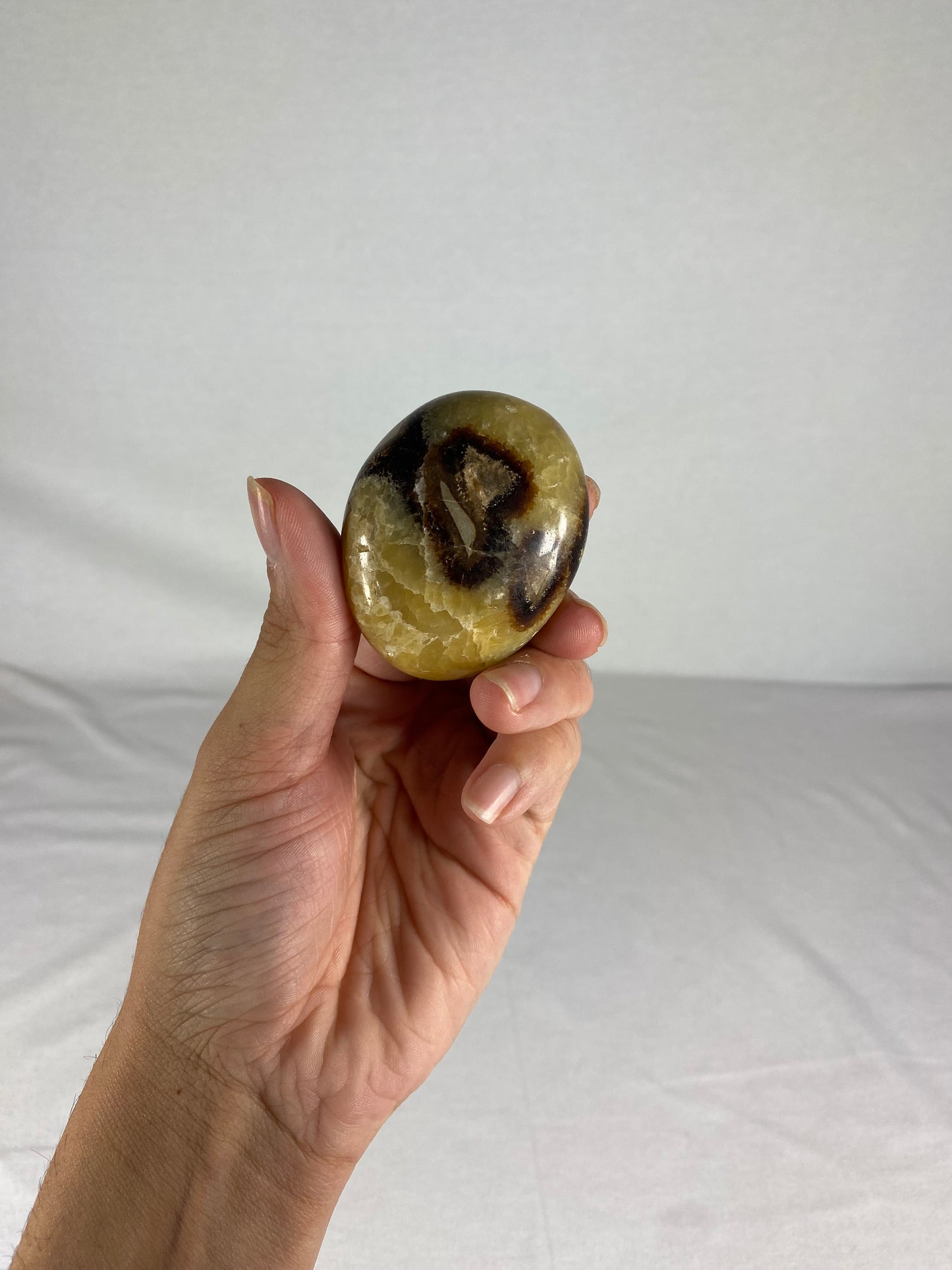 Madagascan Polished Septarian Palm Stone (C)