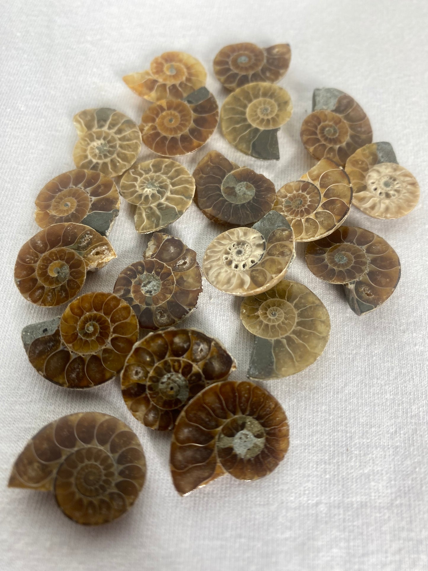 Mini Polished Fossilized Ammonite Specimen (MYSTERY)