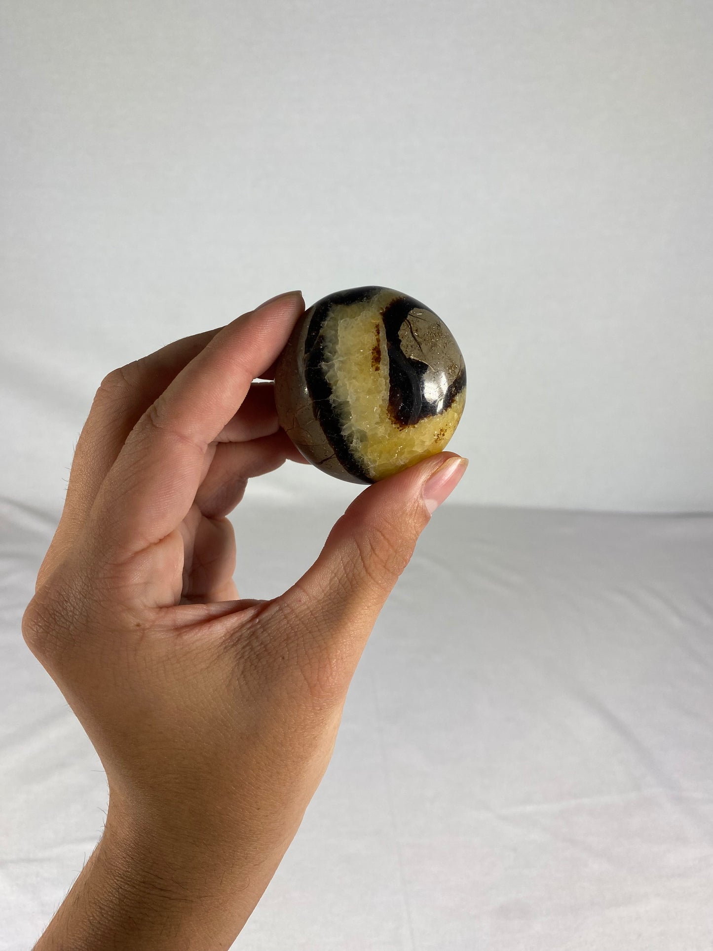 Madagascan Polished Septarian Palm Stone (B)