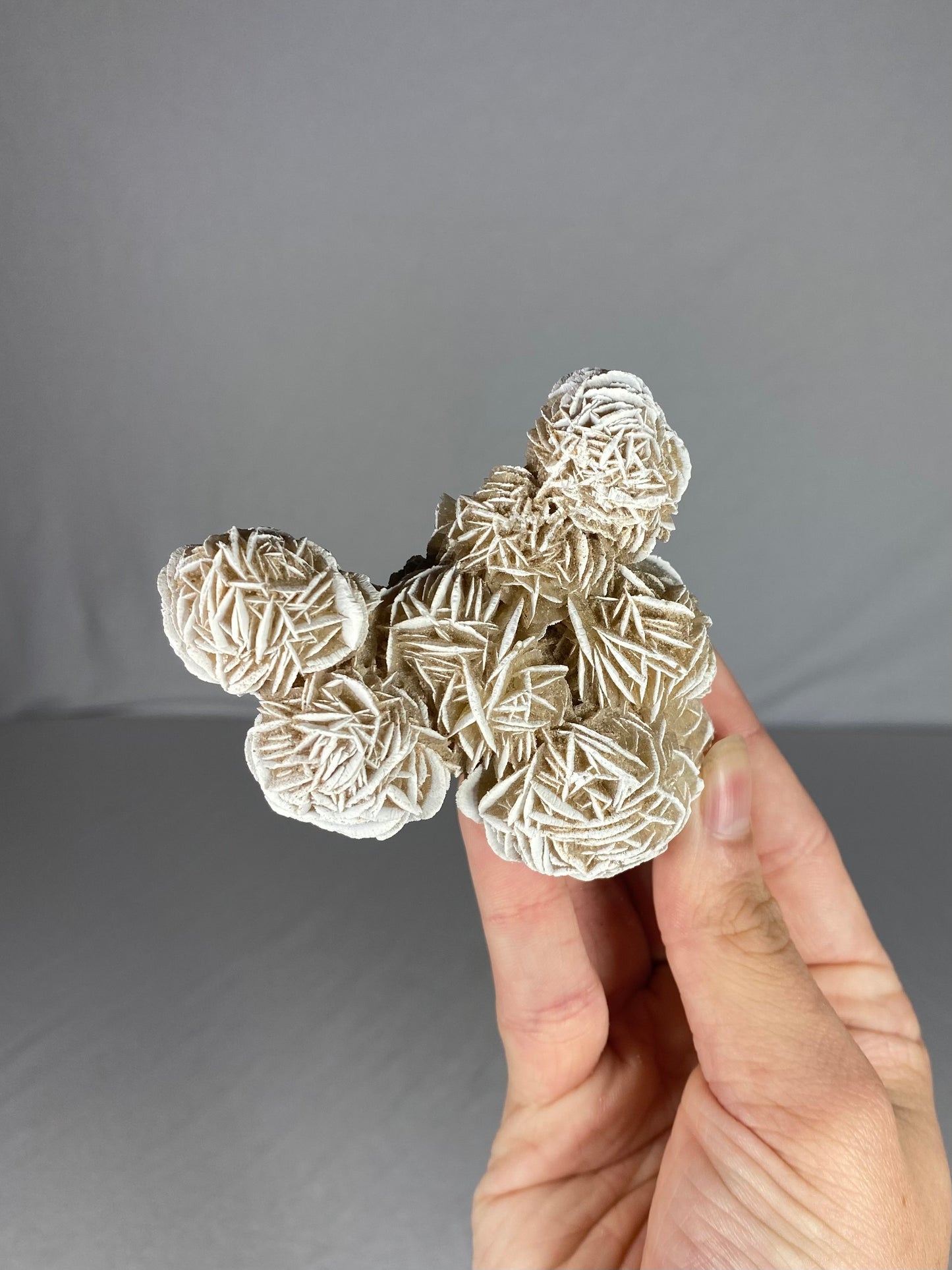 Mexican Desert Rose Specimen (G)