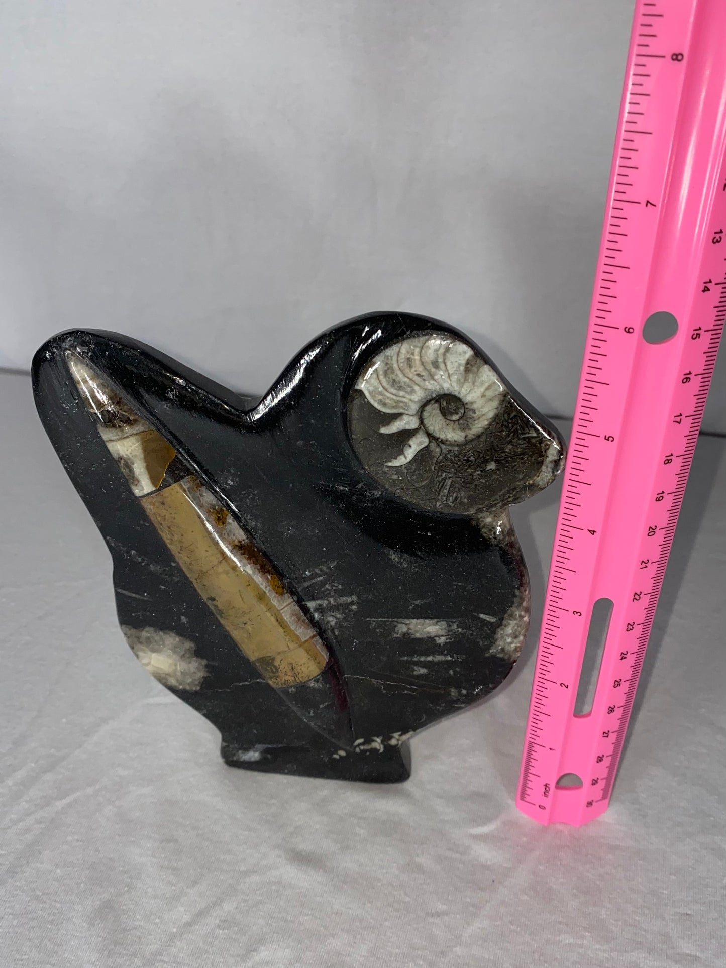 Self Standing Polished Fossilized Orthoceras & Shell Specimen (P)
