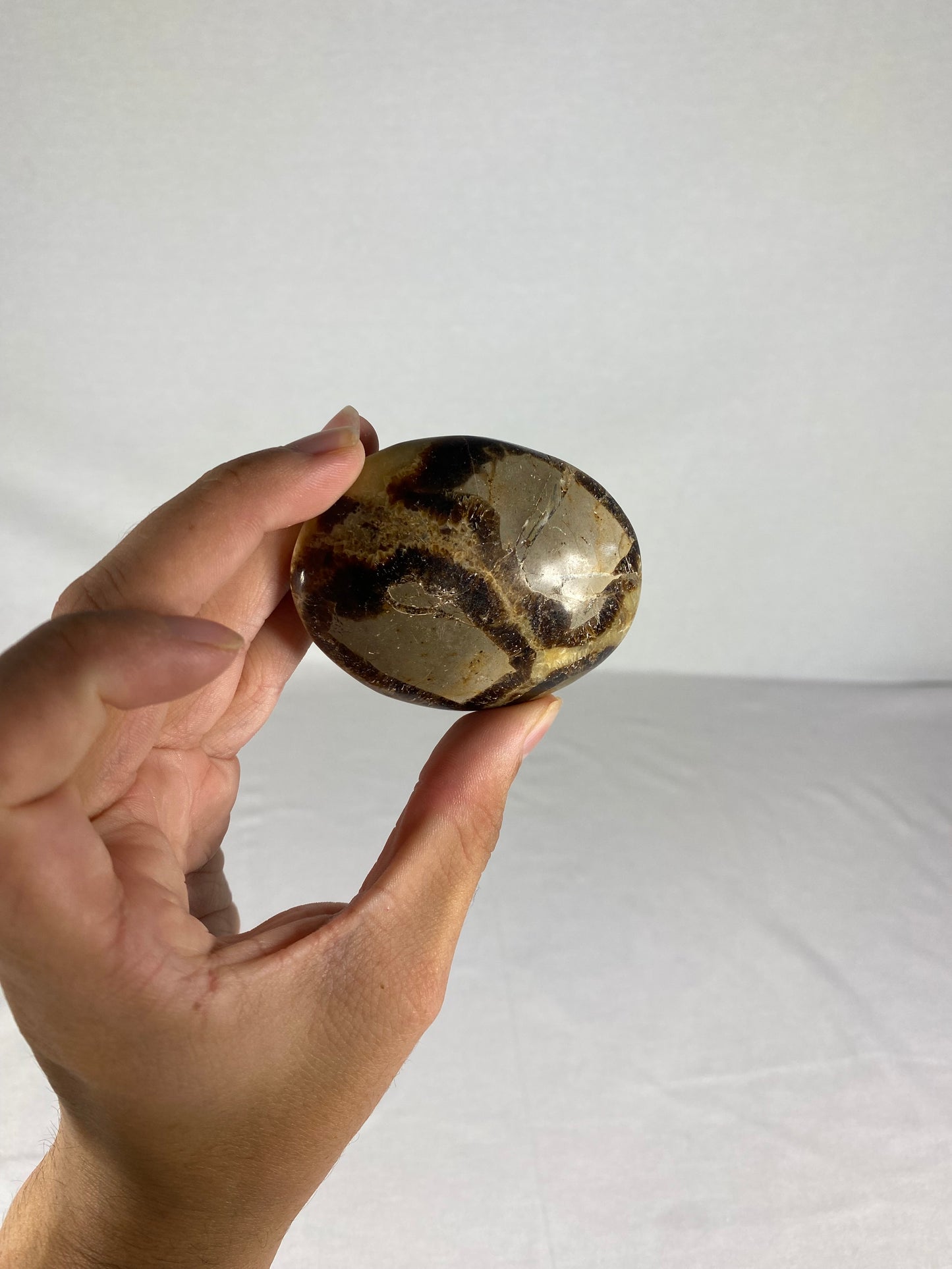 Madagascan Polished Septarian Palm Stone (I)