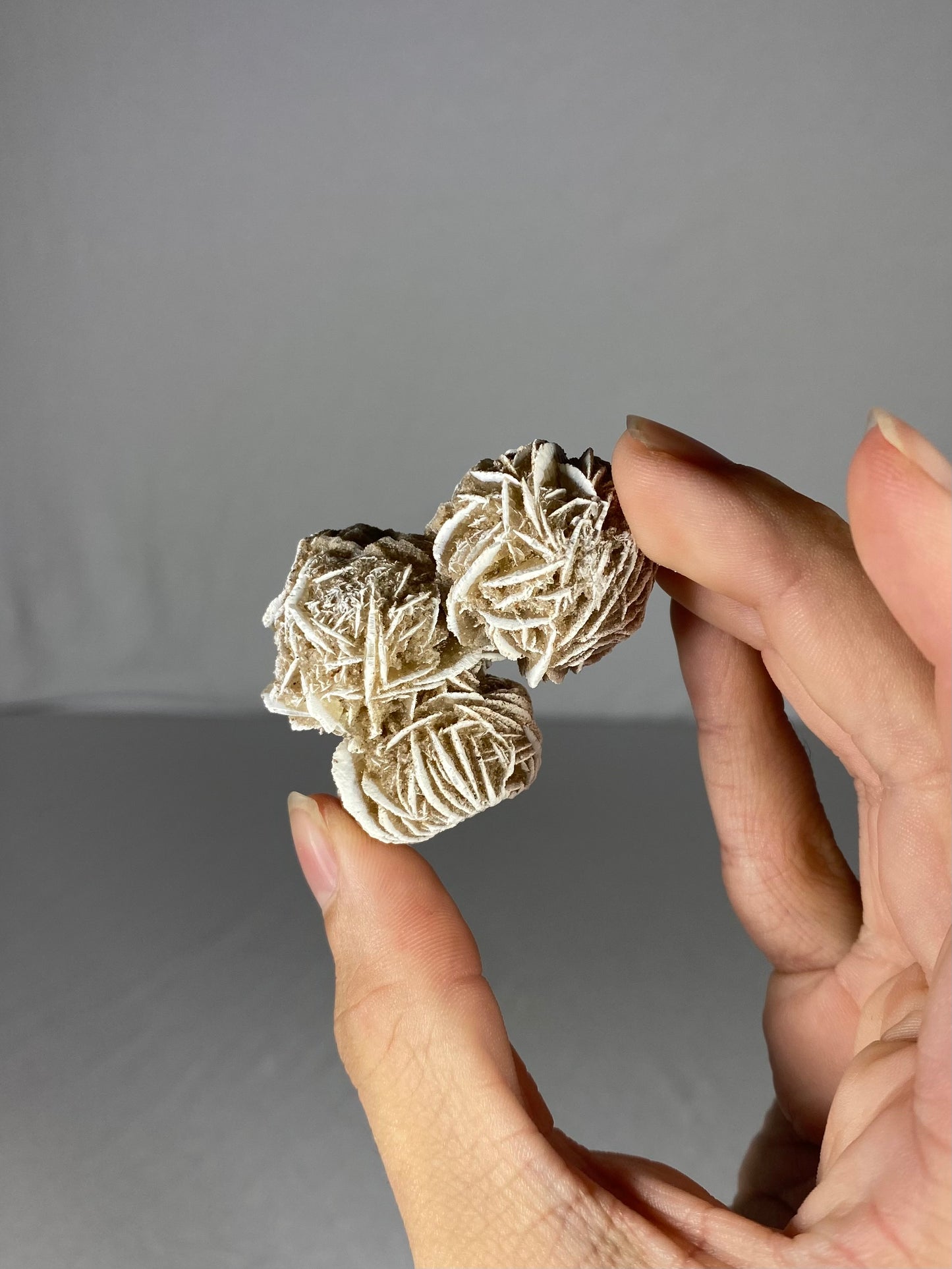 Mexican Desert Rose Specimen (L)