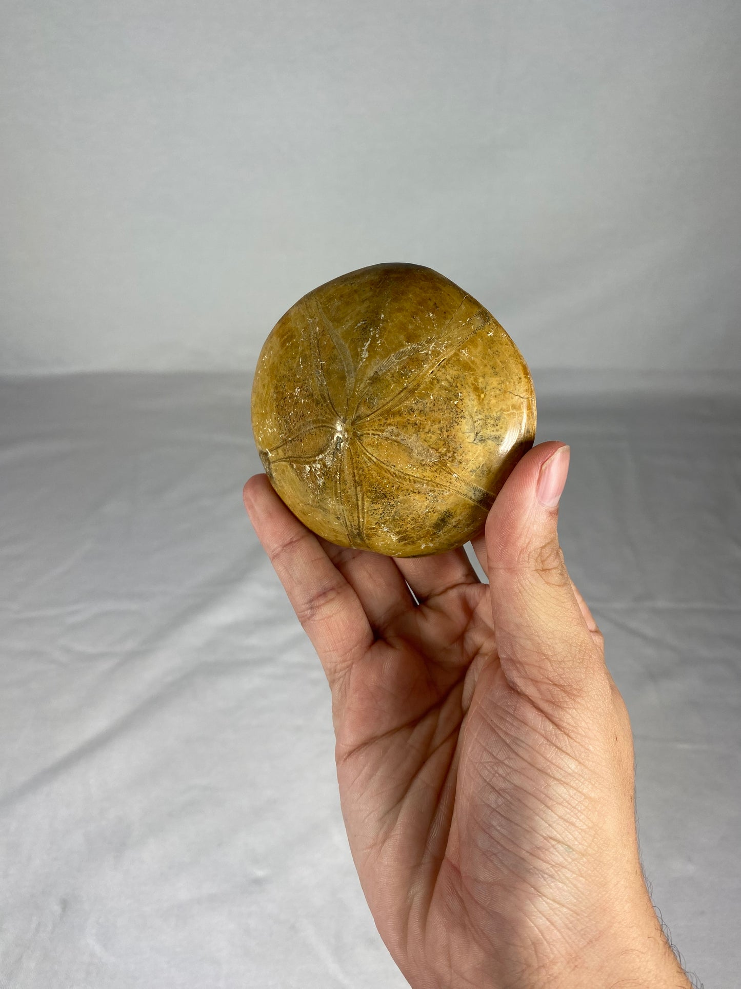Polished Fossilized Sand Dollar Specimen (B)