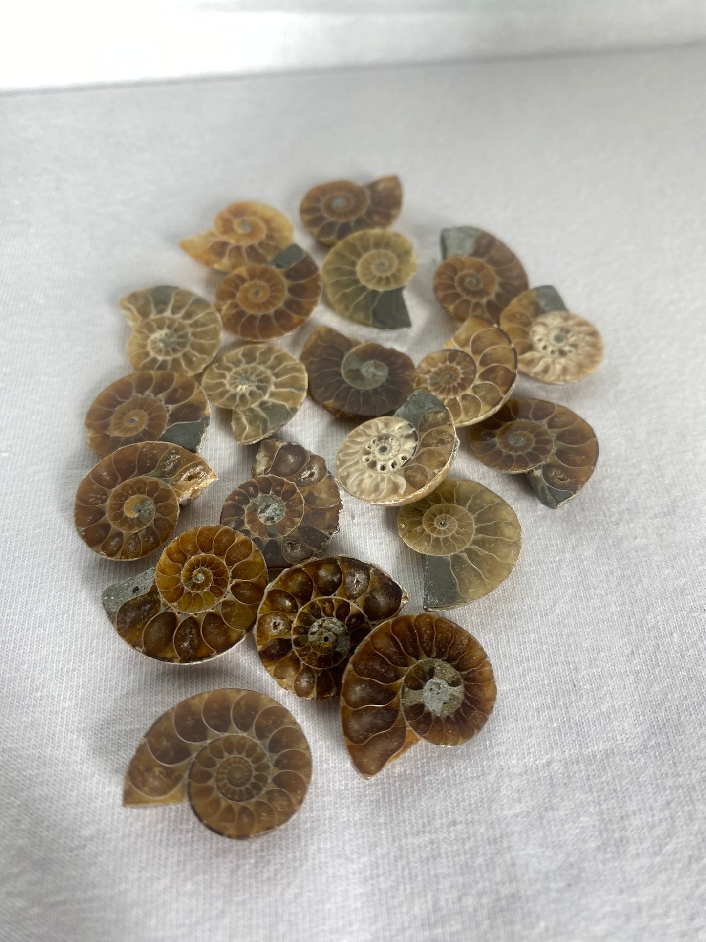 Mini Polished Fossilized Ammonite Specimen (MYSTERY)
