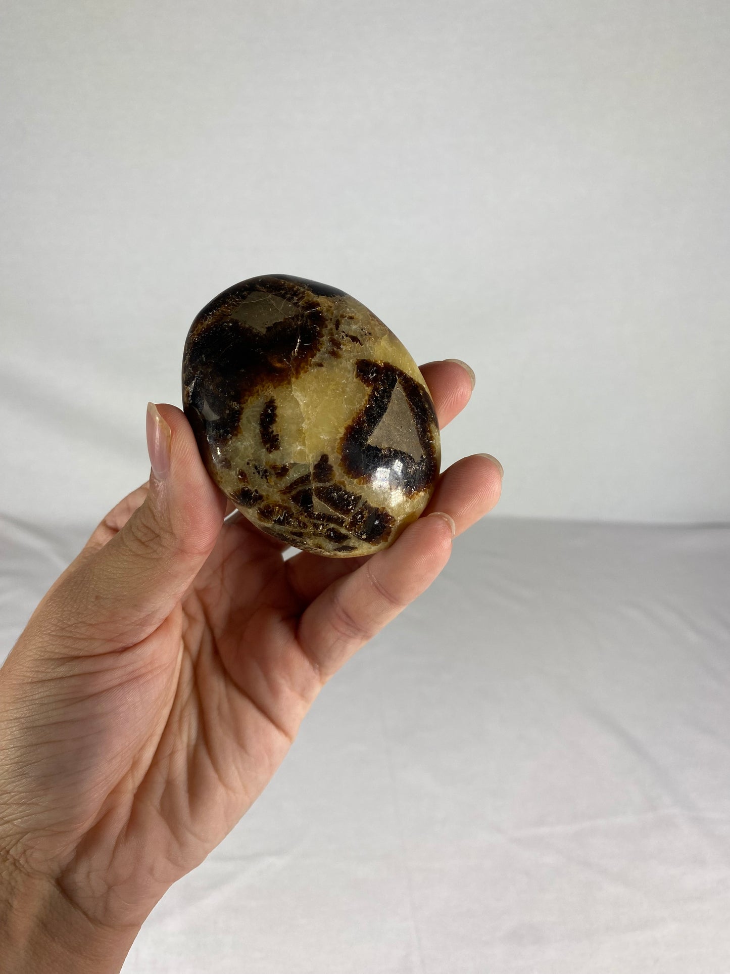 Madagascan Polished Septarian Palm Stone (I)