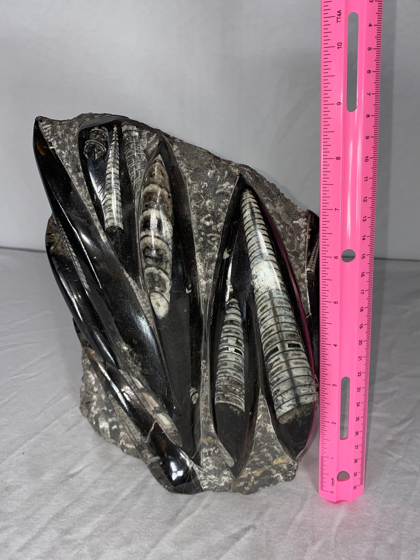 Self Standing Polished Fossilized Orthoceras Specimen (Large F)