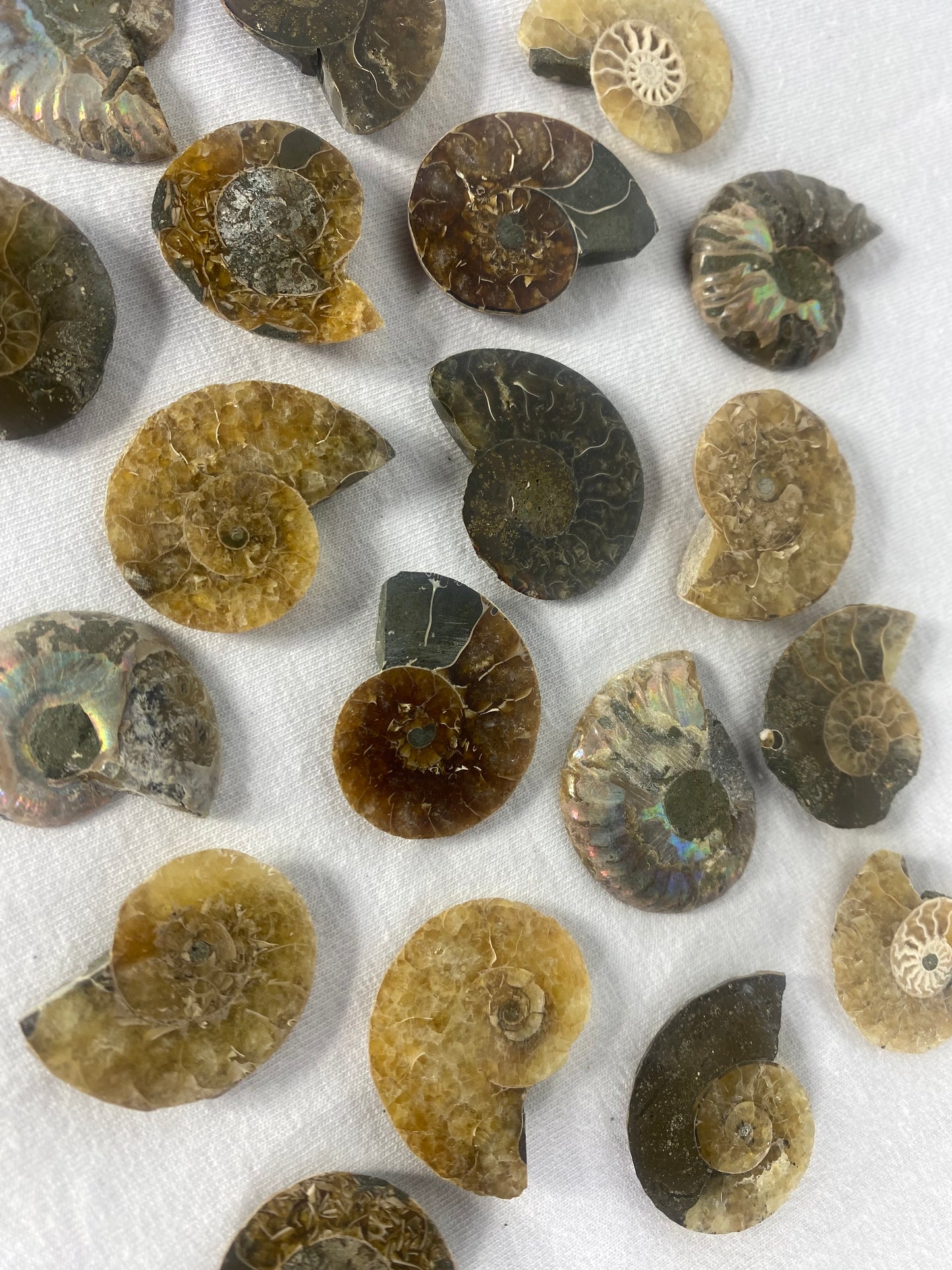 Small Polished Fossilized Ammonite Specimen (MYSTERY)
