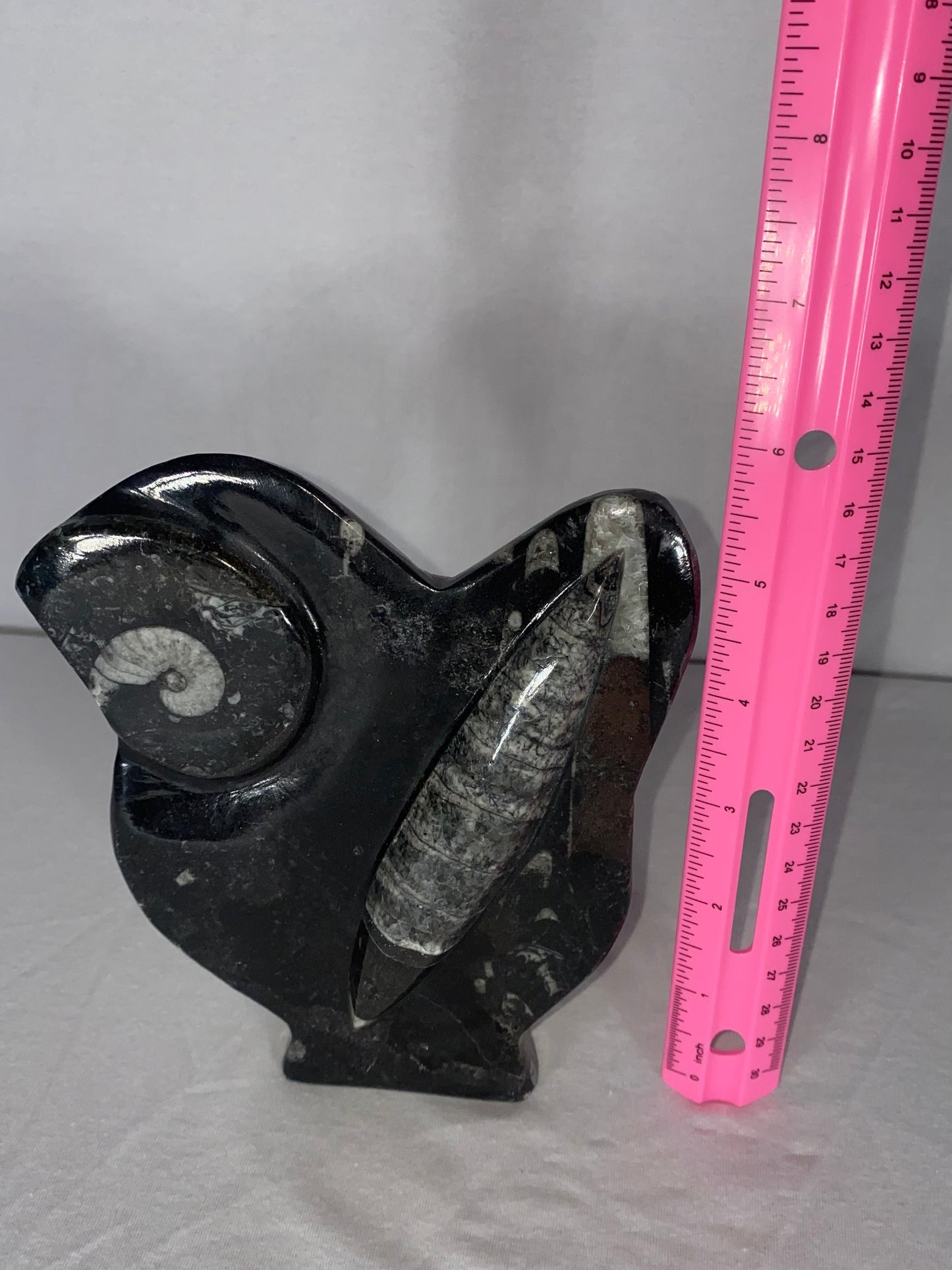 Self Standing Polished Fossilized Orthoceras & Shell Specimen (D)