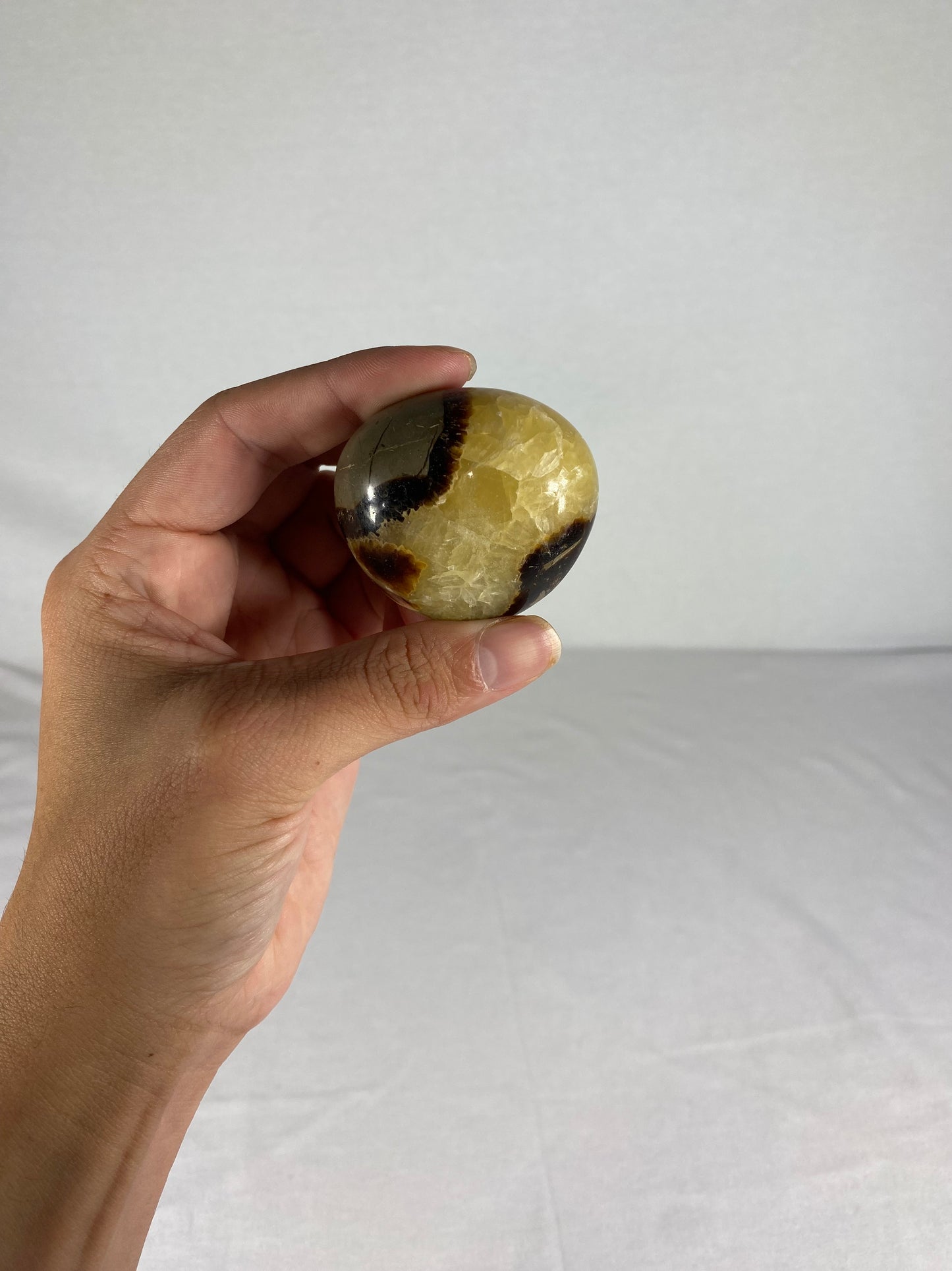 Madagascan Polished Septarian Palm Stone (A)