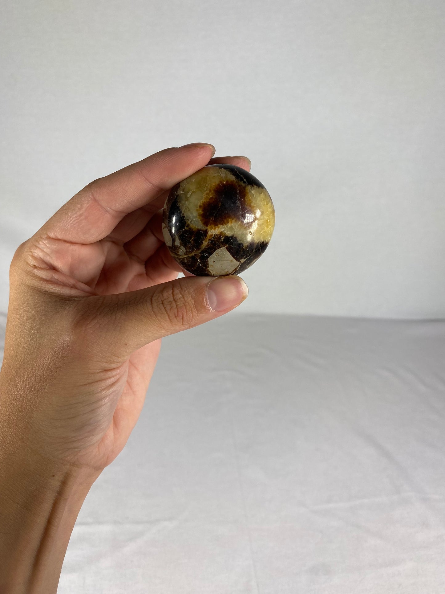 Madagascan Polished Septarian Palm Stone (H)