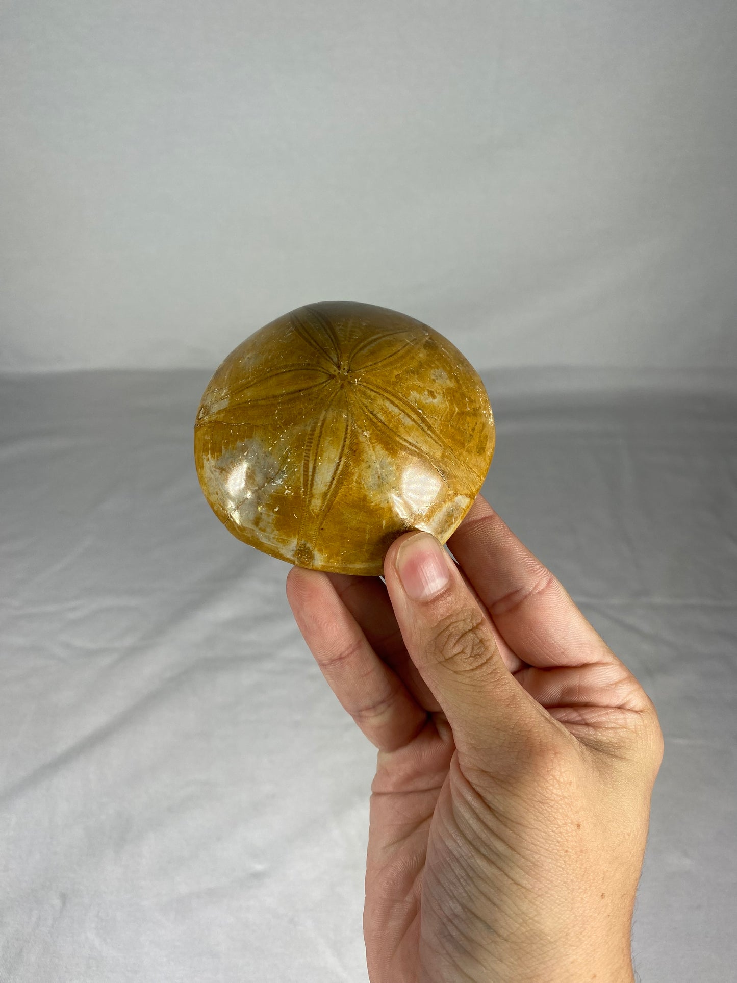 Polished Fossilized Sand Dollar Specimen (C)