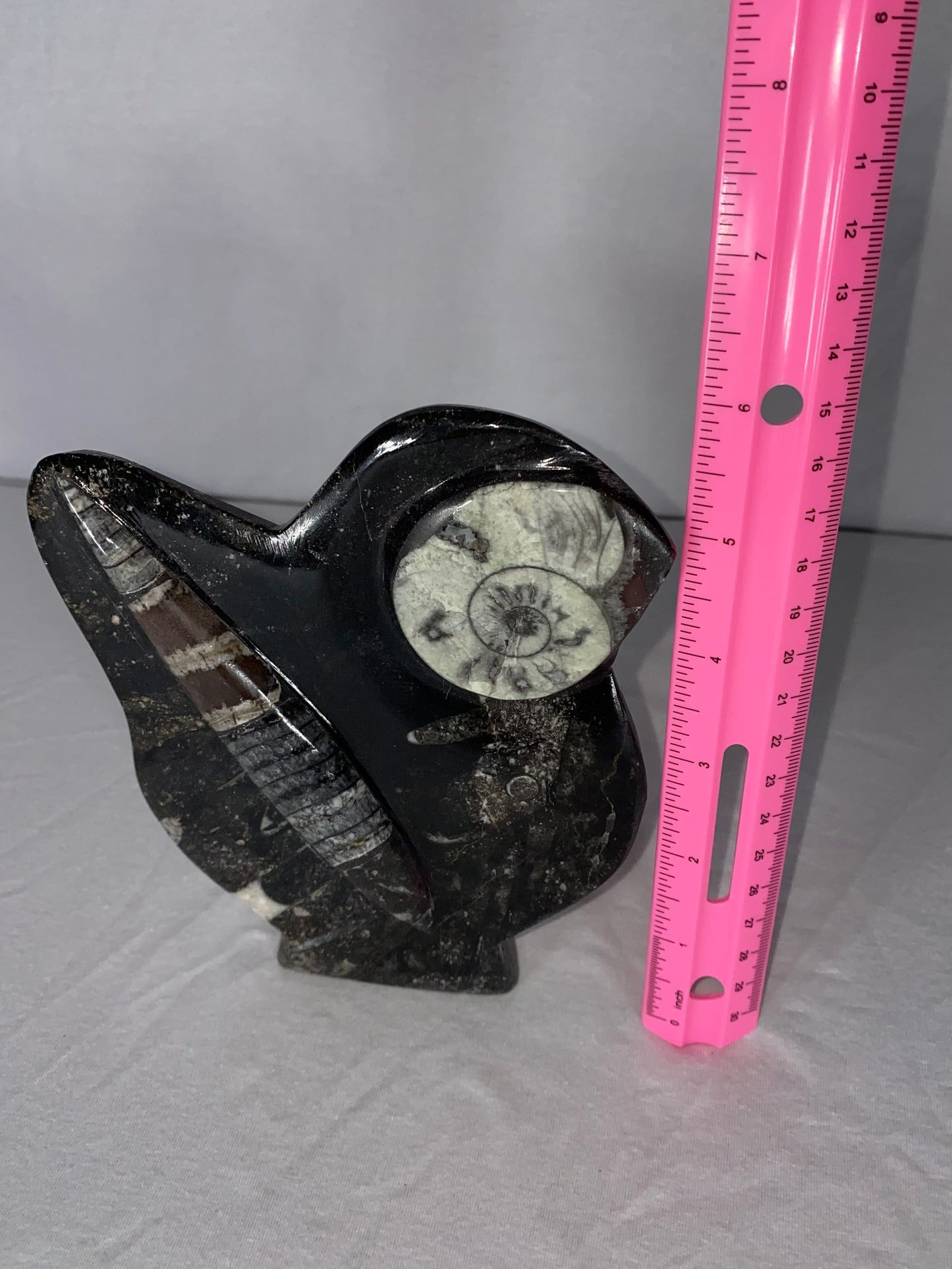 Self Standing Polished Fossilized Orthoceras & Shell Specimen (O)