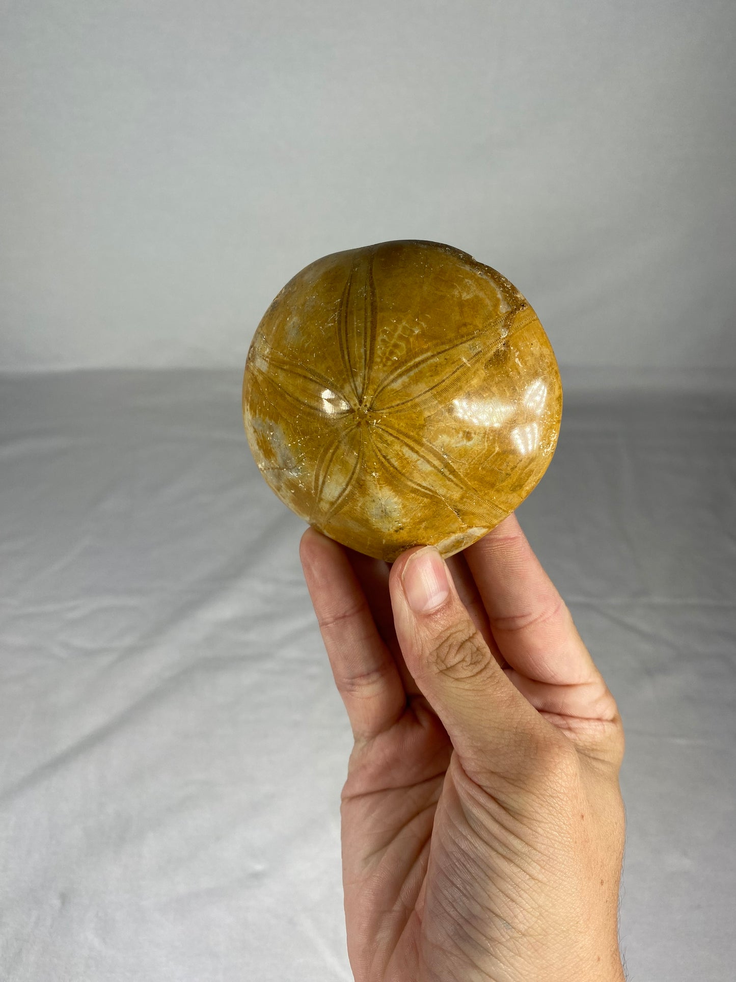 Polished Fossilized Sand Dollar Specimen (C)