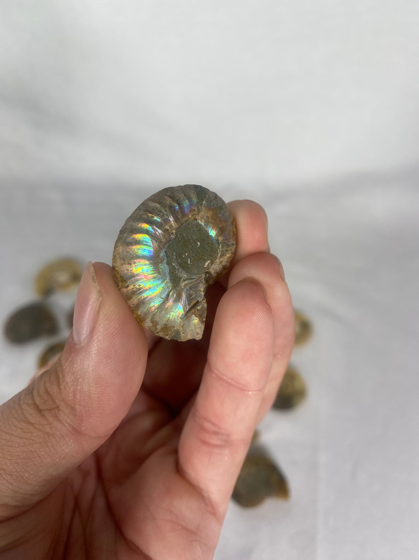 Small Polished Fossilized Ammonite Specimen (MYSTERY)