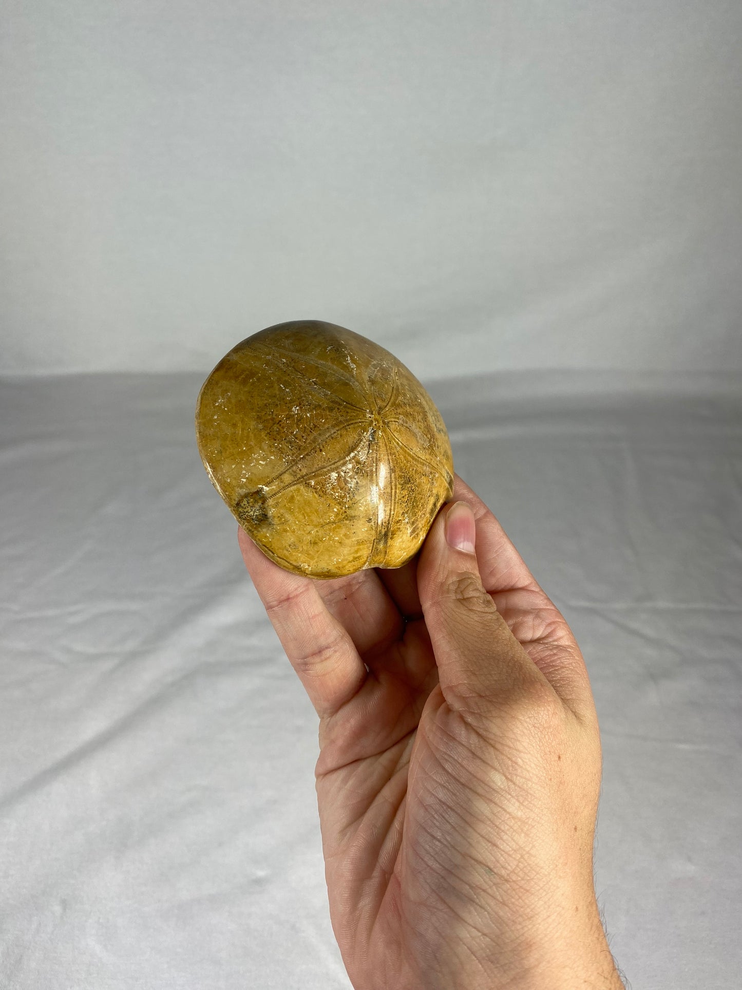 Polished Fossilized Sand Dollar Specimen (B)