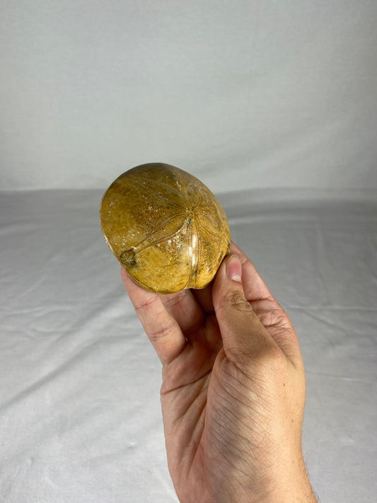 Polished Fossilized Sand Dollar Specimen (B)
