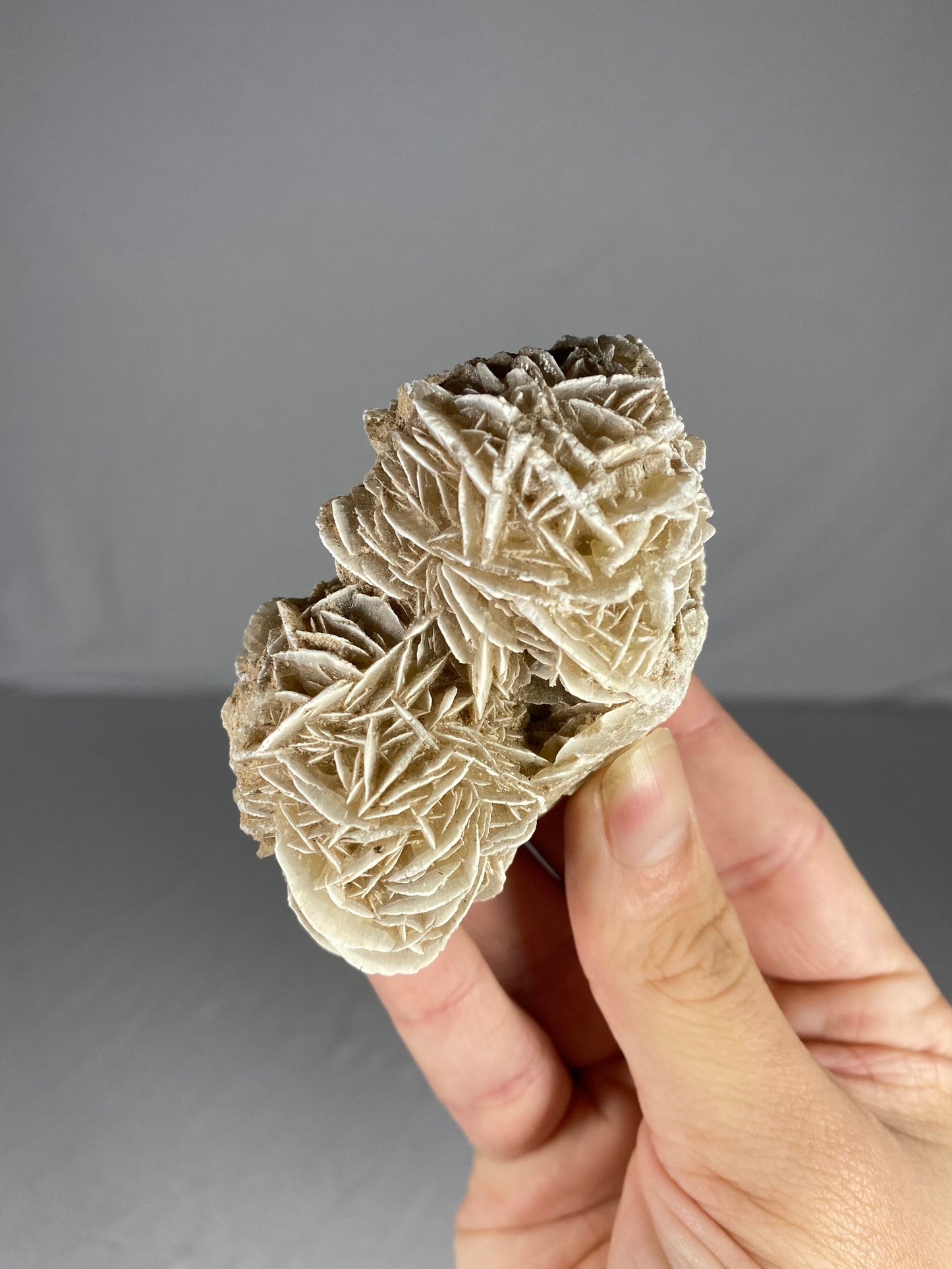 Mexican Desert Rose Specimen (P)