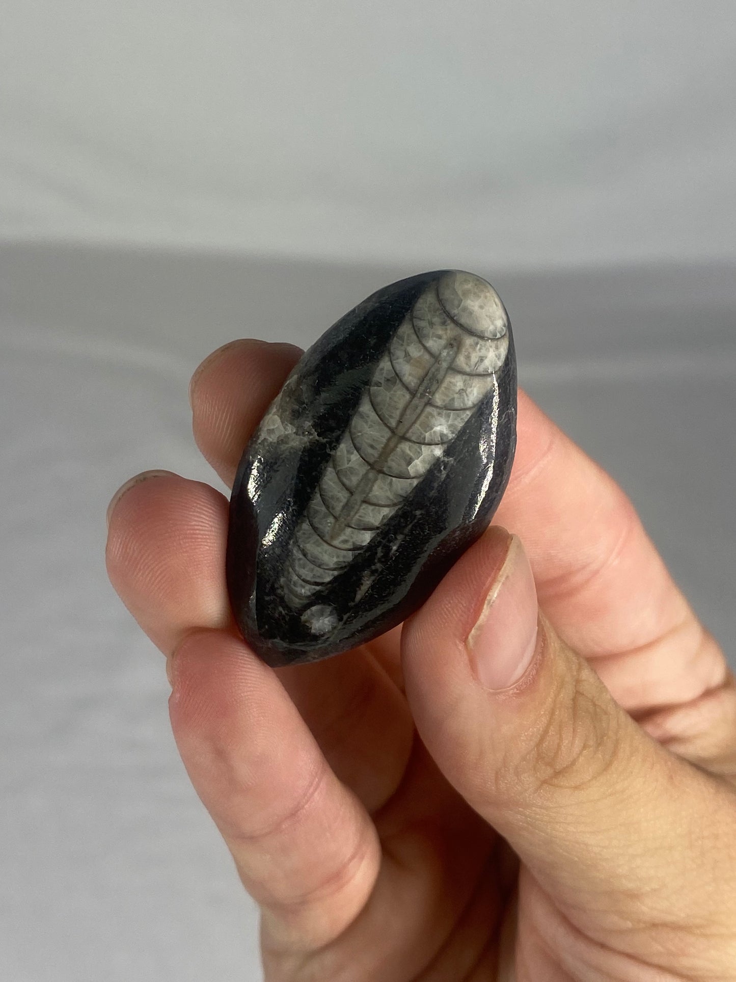 Polished Fossilized Orthoceras Specimen (Small A)