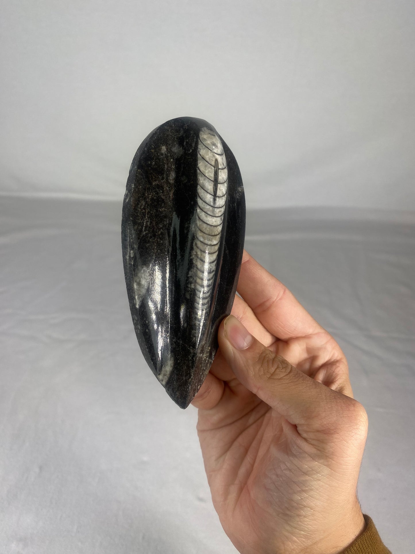 Polished Fossilized Orthoceras Specimen (Large D)