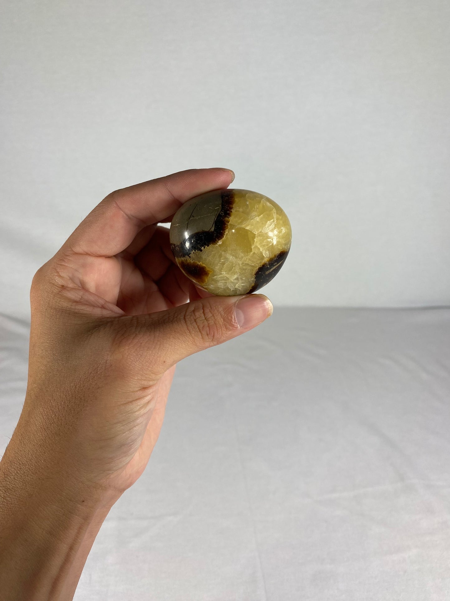 Madagascan Polished Septarian Palm Stone (A)