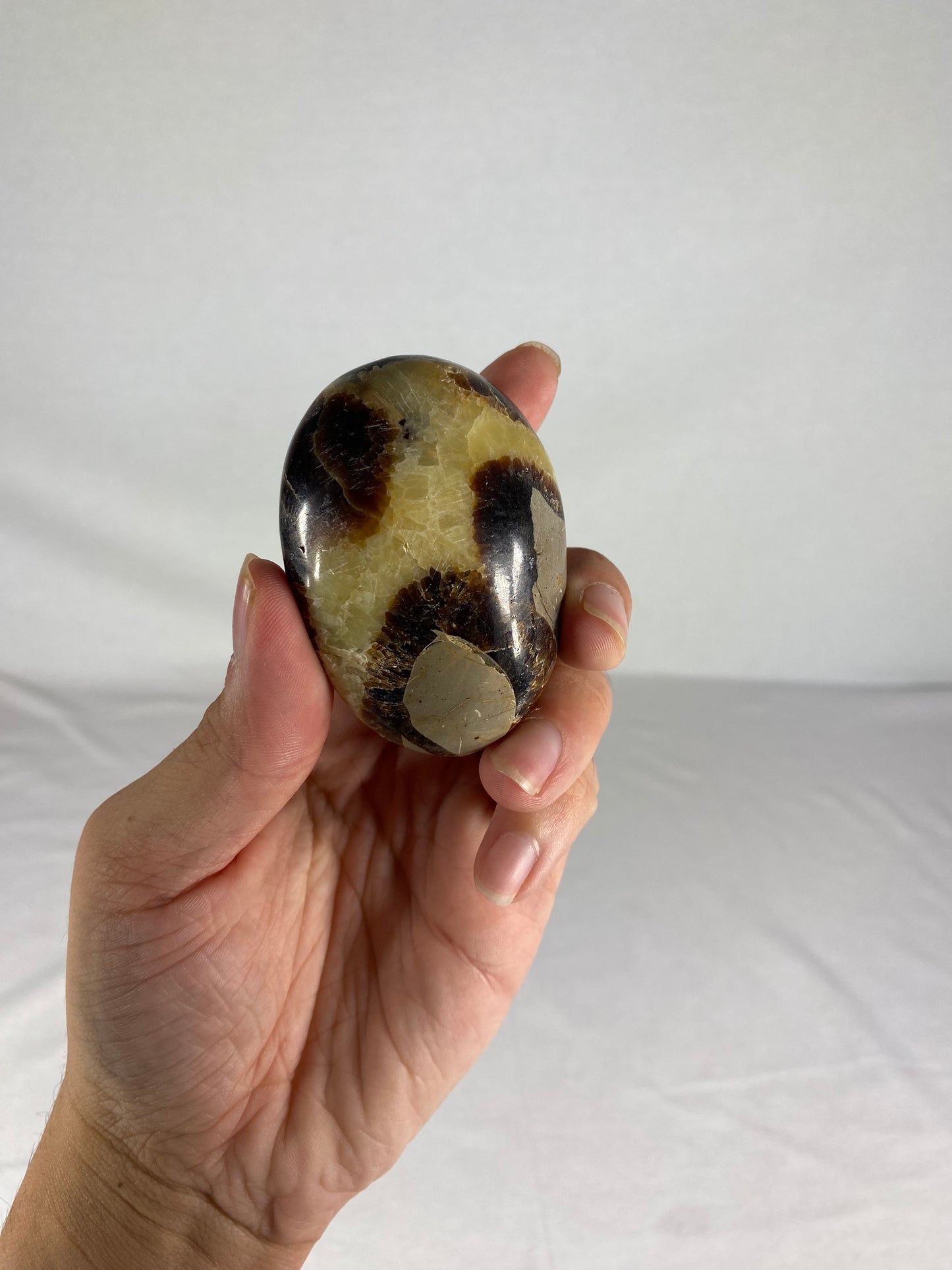 Madagascan Polished Septarian Palm Stone (J)