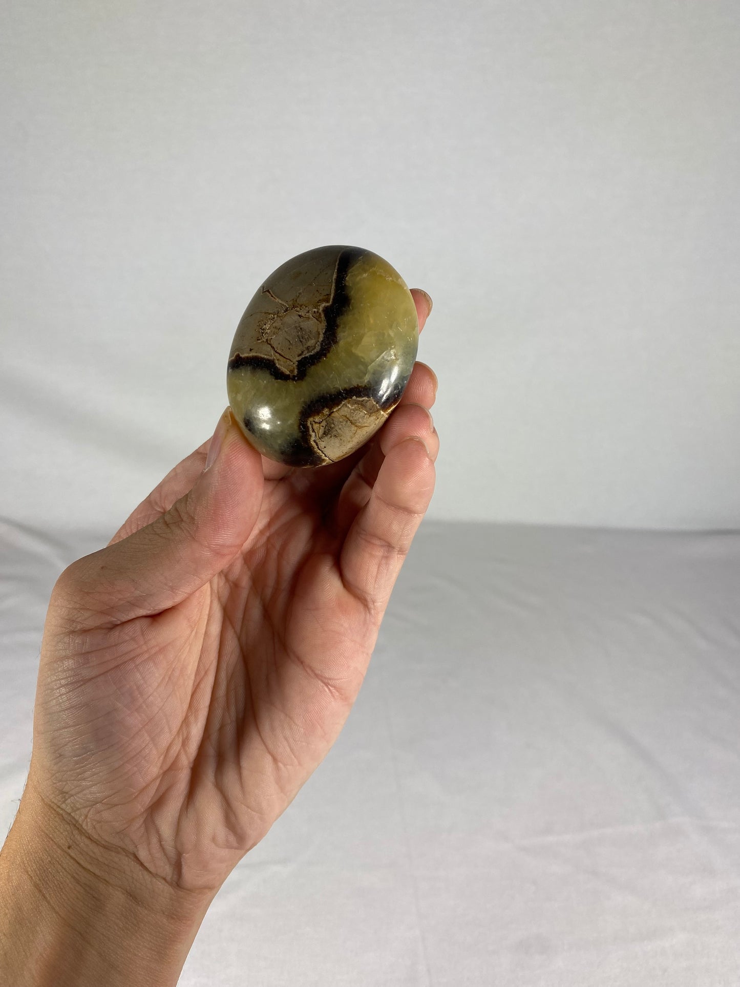 Madagascan Polished Septarian Palm Stone (G)