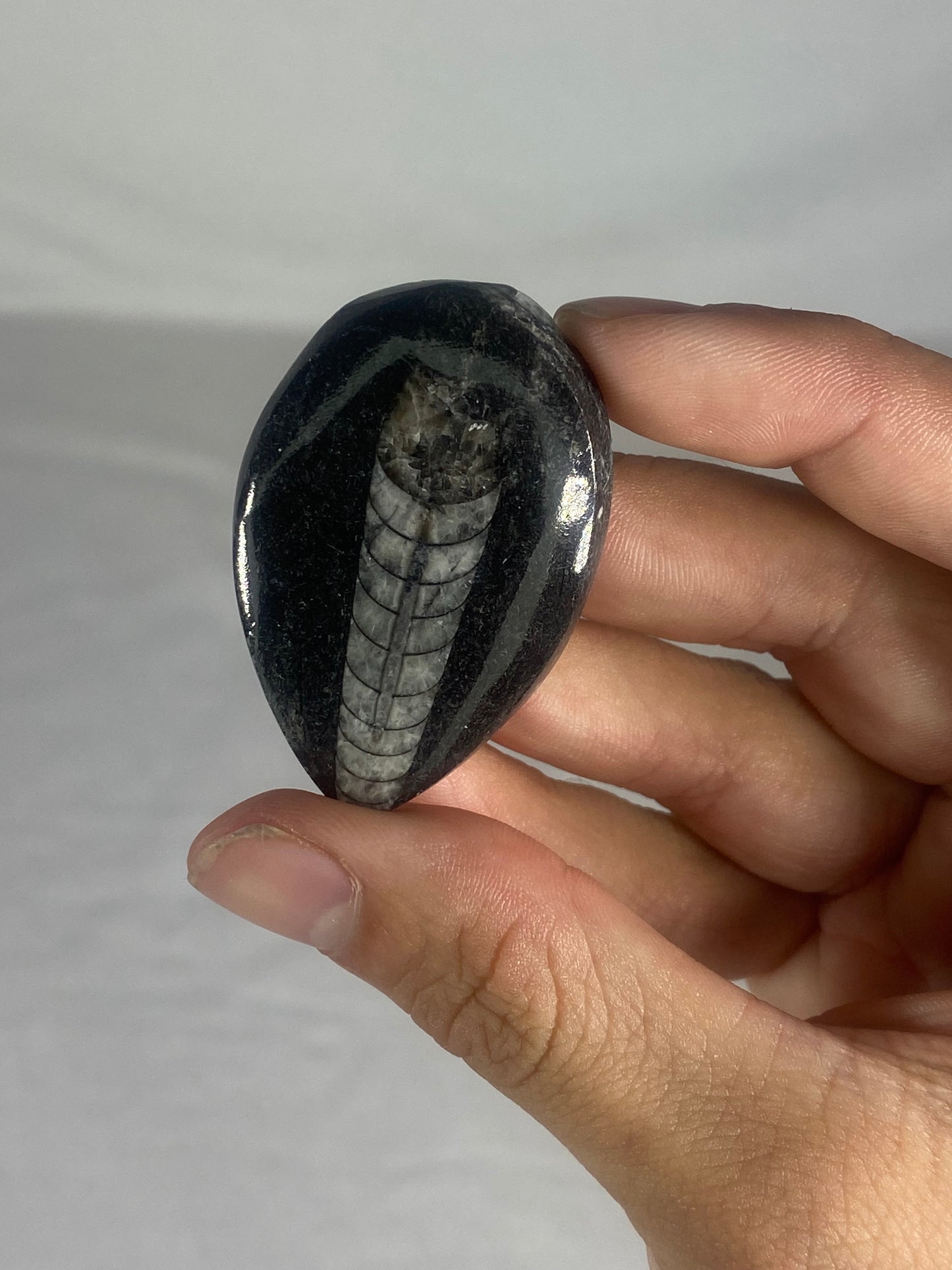 Polished Fossilized Orthoceras Specimen (Small E)
