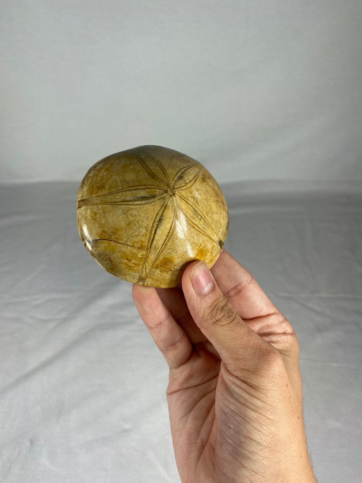 Polished Fossilized Sand Dollar Specimen (E)