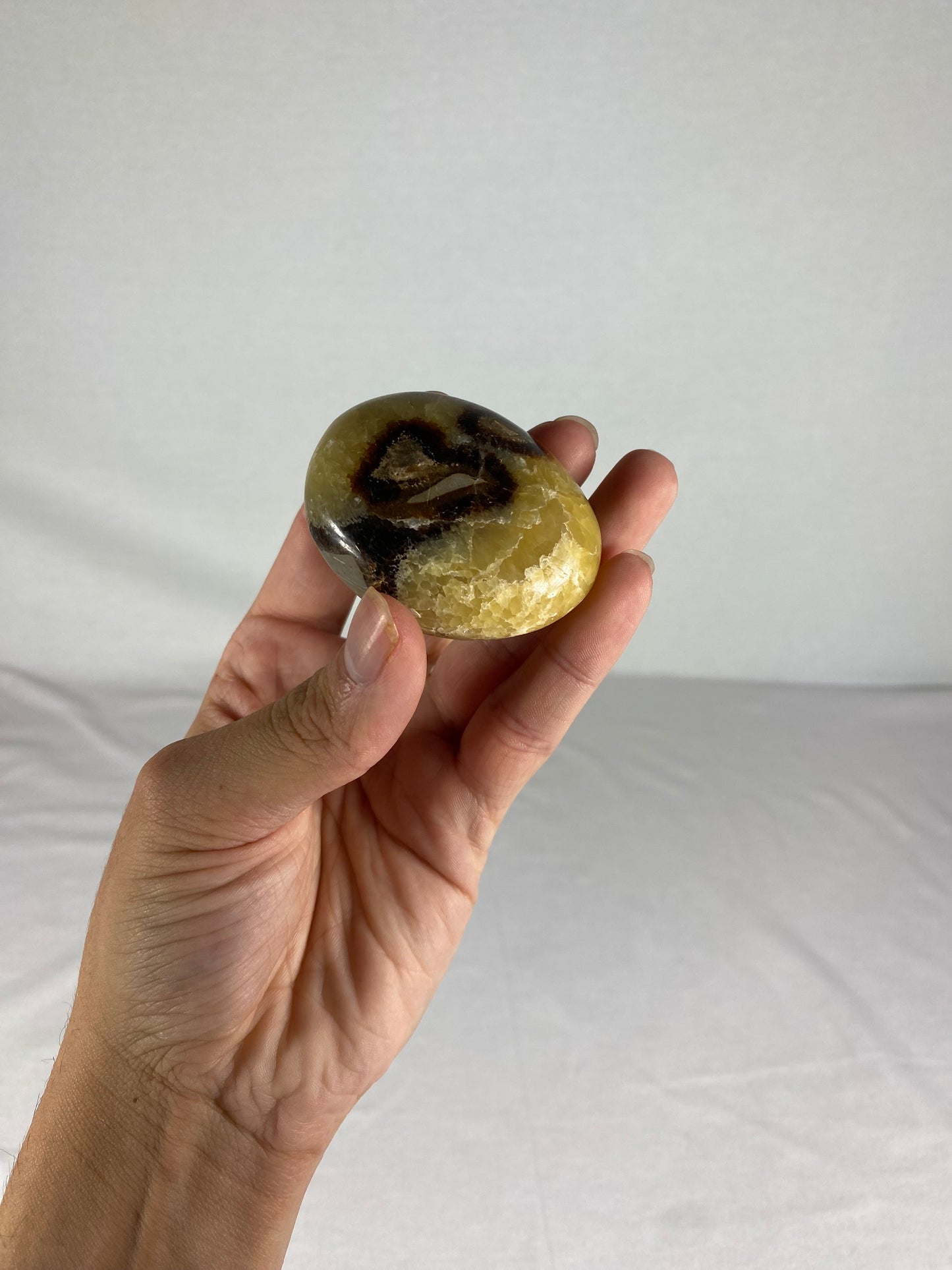 Madagascan Polished Septarian Palm Stone (C)