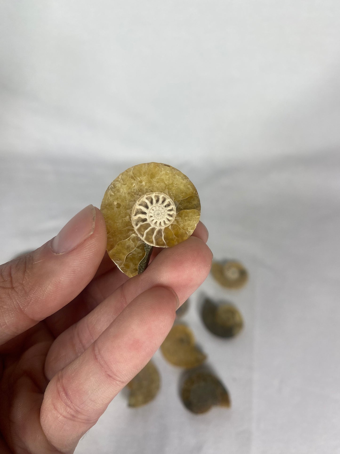 Small Polished Fossilized Ammonite Specimen (MYSTERY)