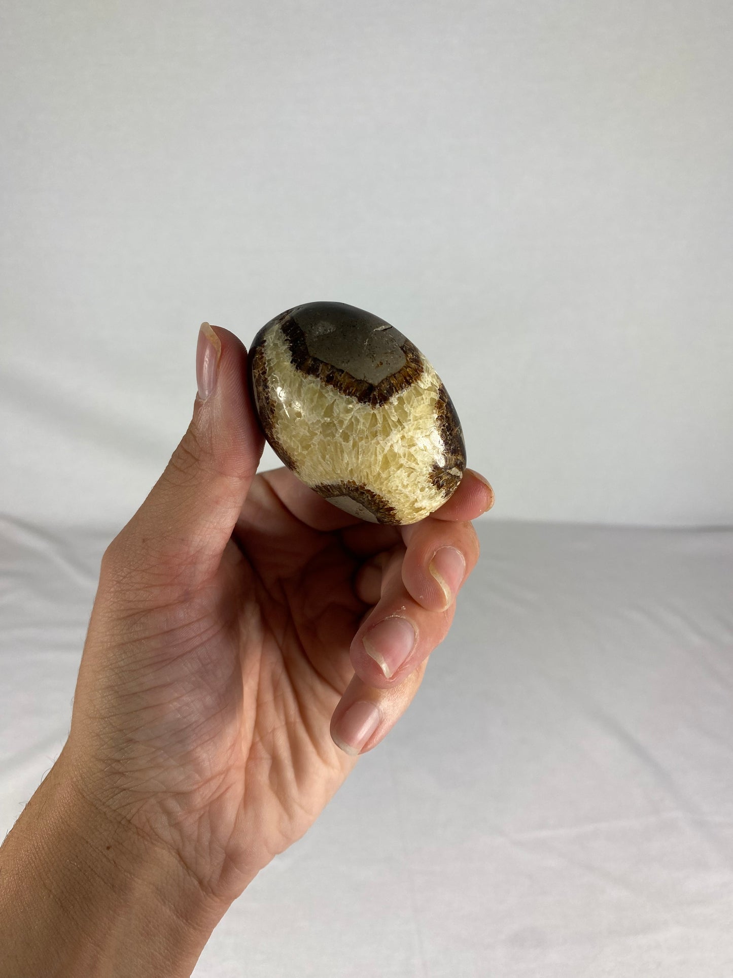 Madagascan Polished Septarian Palm Stone (F)