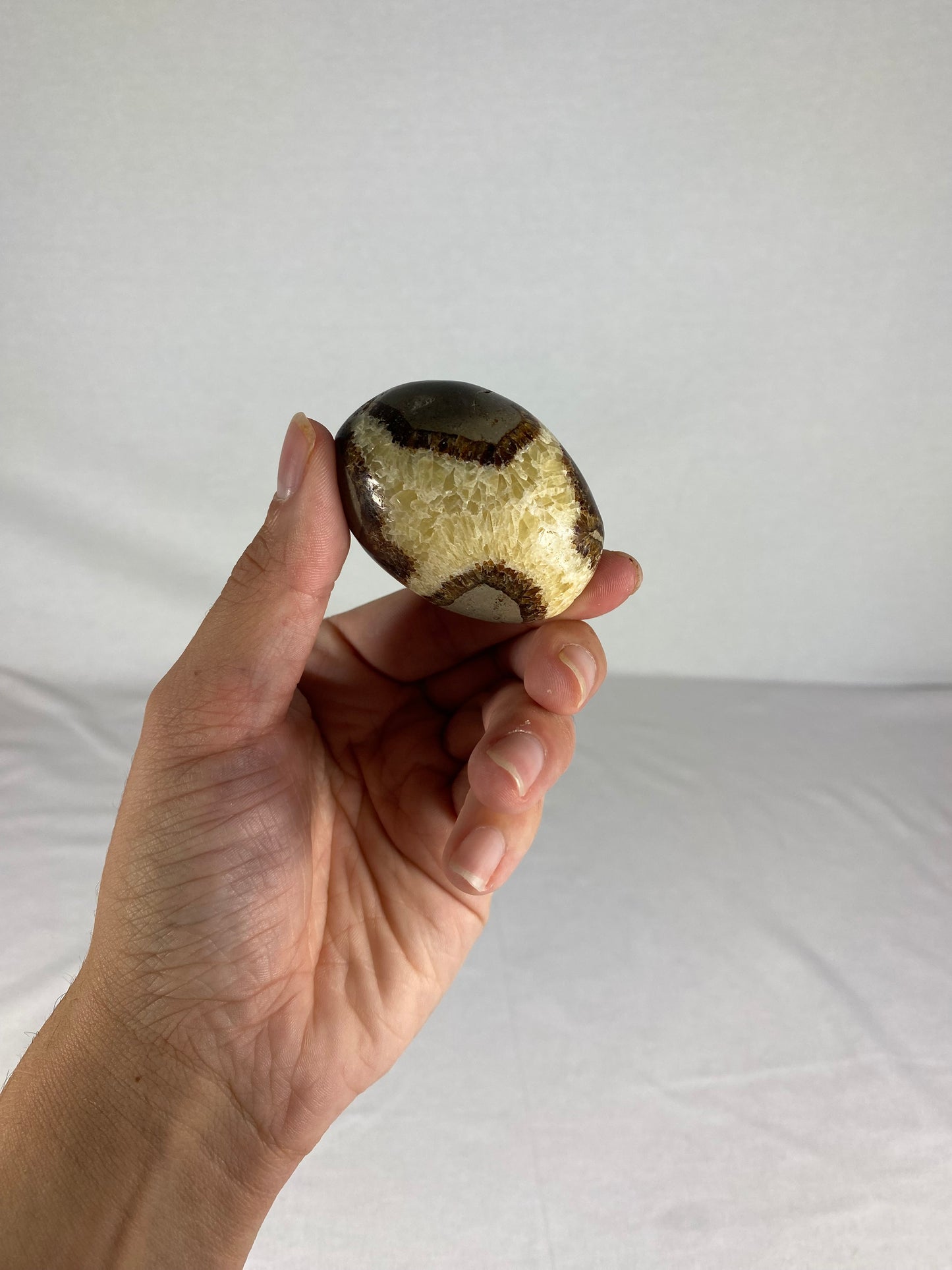 Madagascan Polished Septarian Palm Stone (F)
