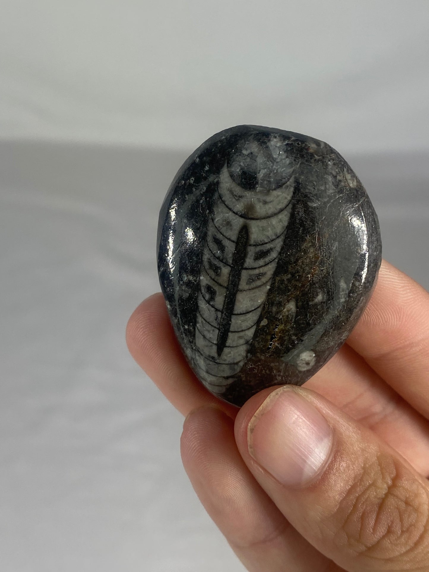 Polished Fossilized Orthoceras Specimen (Small B)